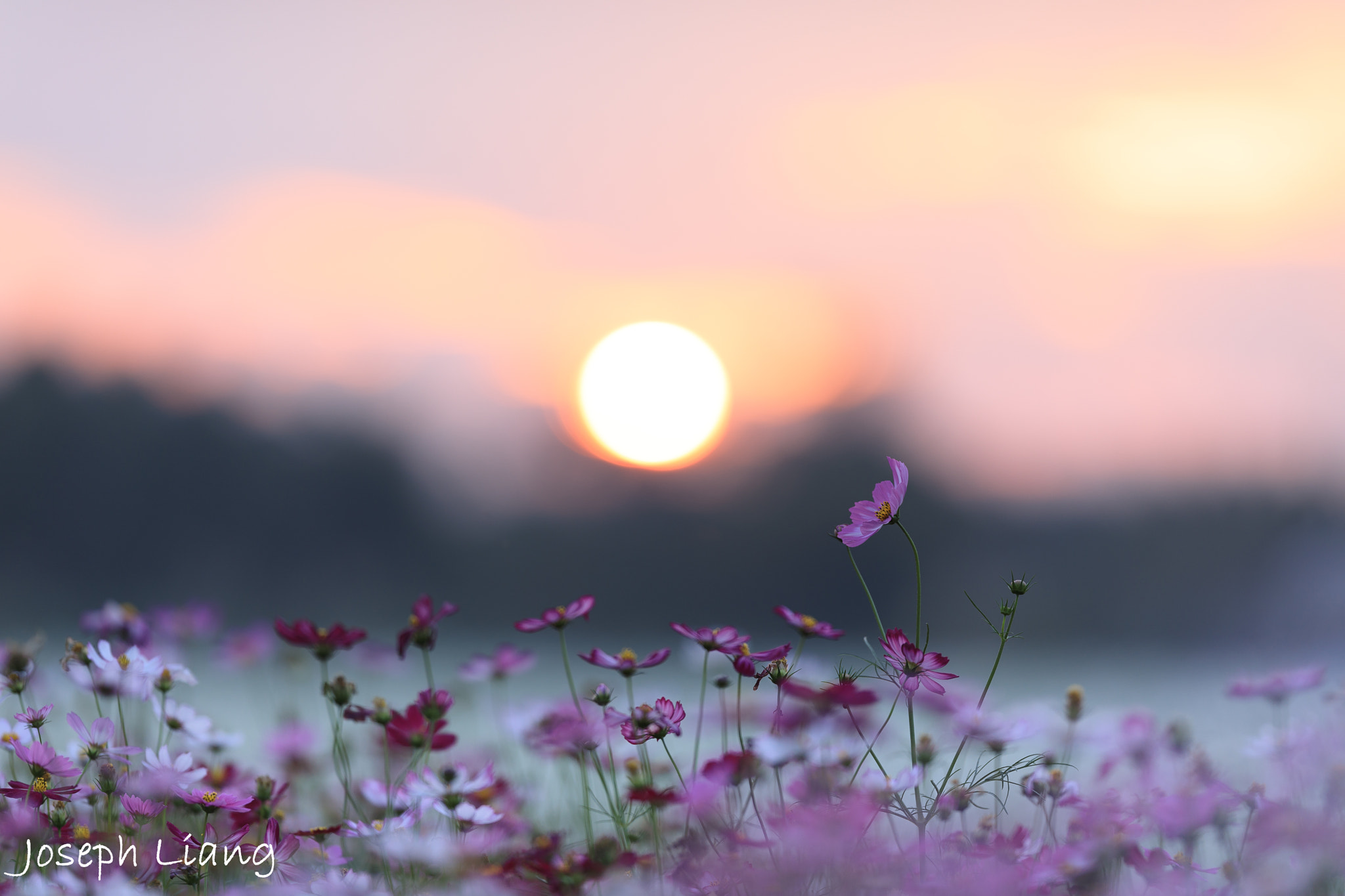 Canon EF 200mm F2L IS USM sample photo. Garden cosmos in sunset photography