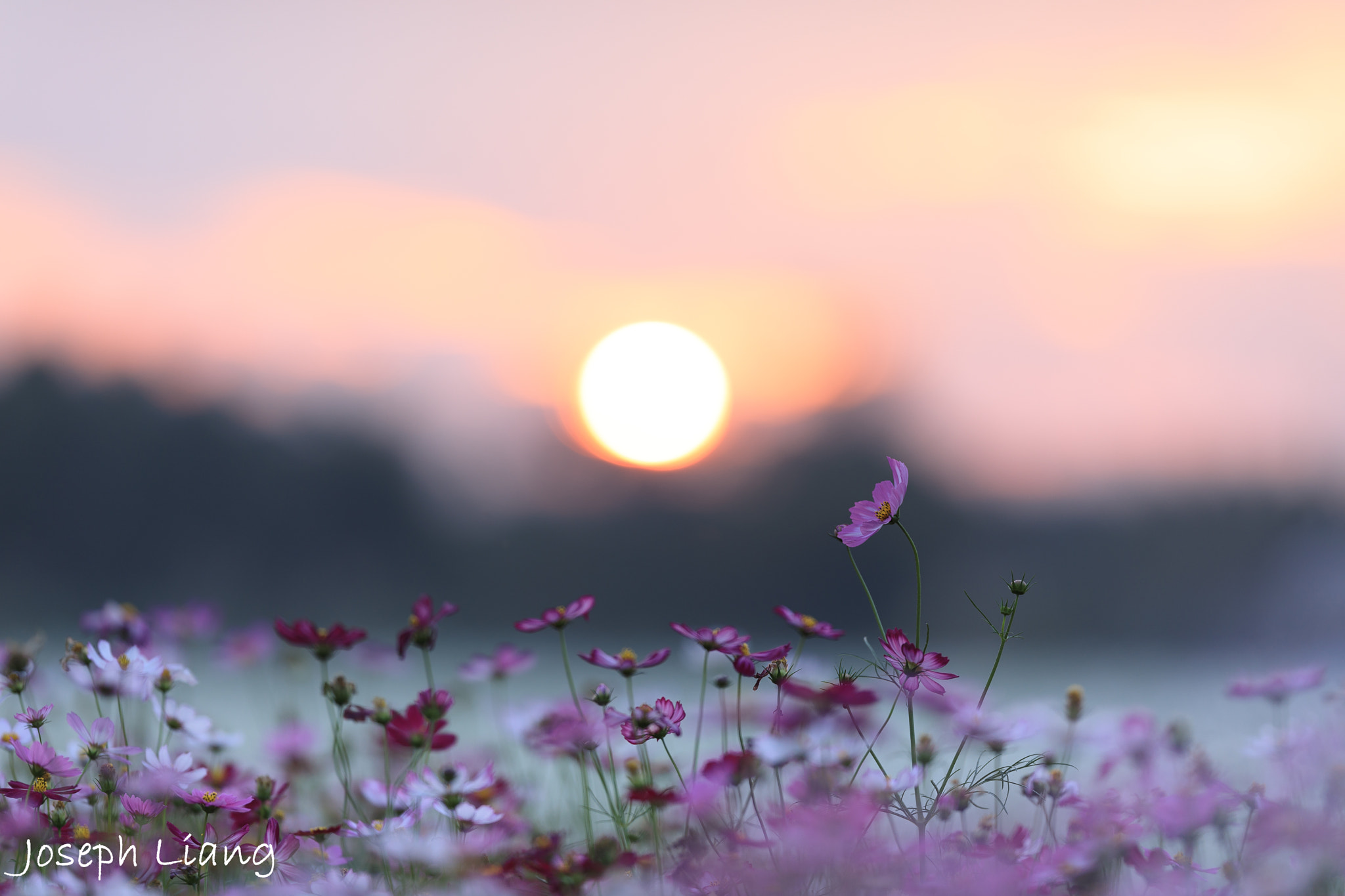 Canon EOS 5D Mark IV sample photo. Garden cosmos in sunset photography