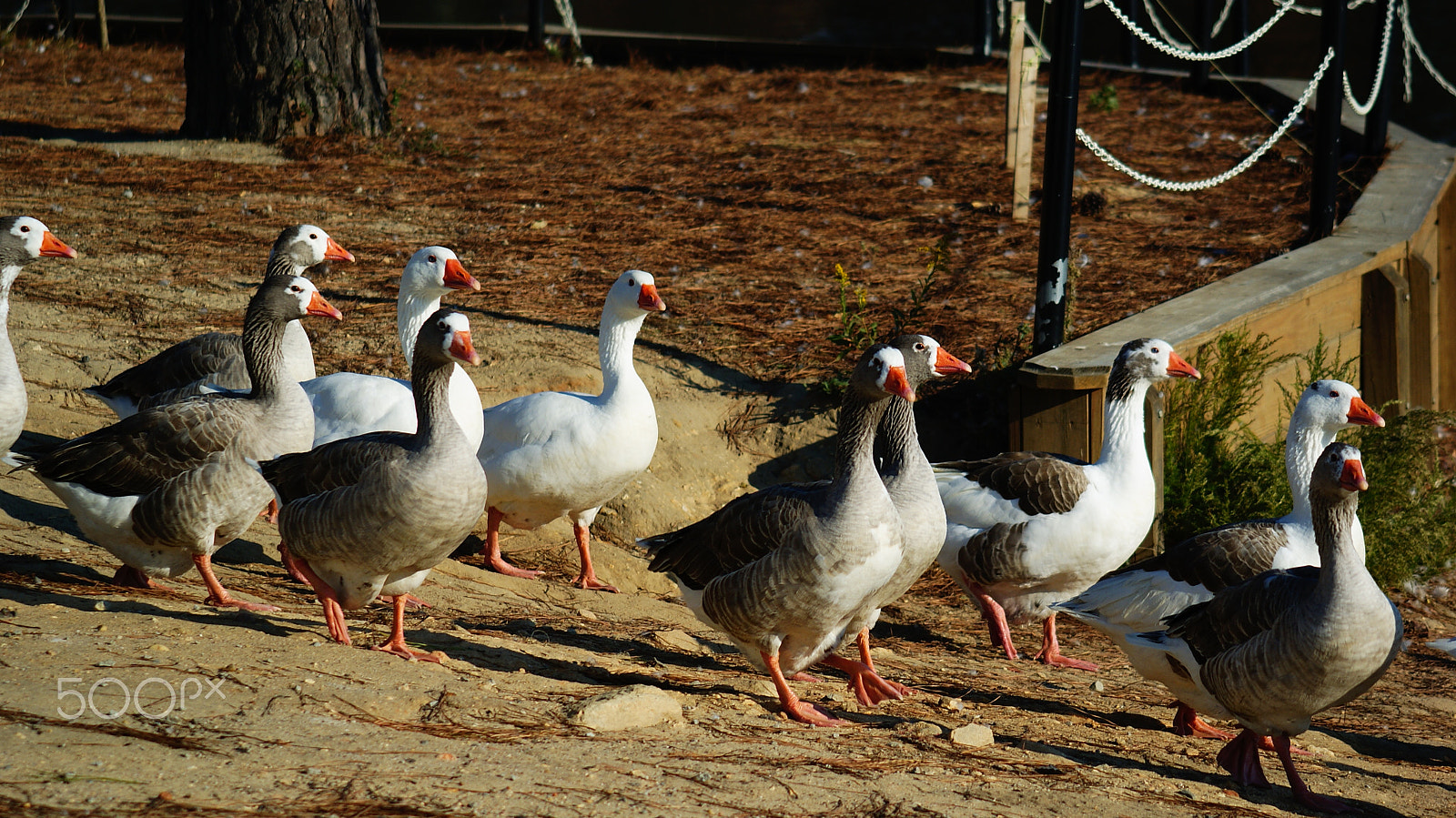 Sony Alpha DSLR-A230 sample photo. Gaggle of geese photography