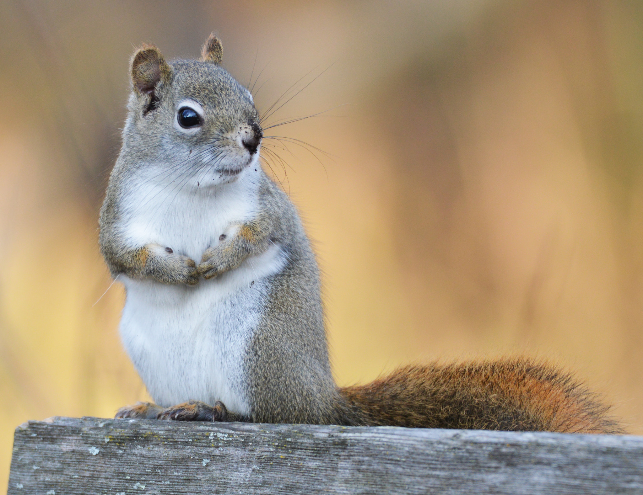 Nikon AF-S Nikkor 200-500mm F5.6E ED VR sample photo. Squirrel photography