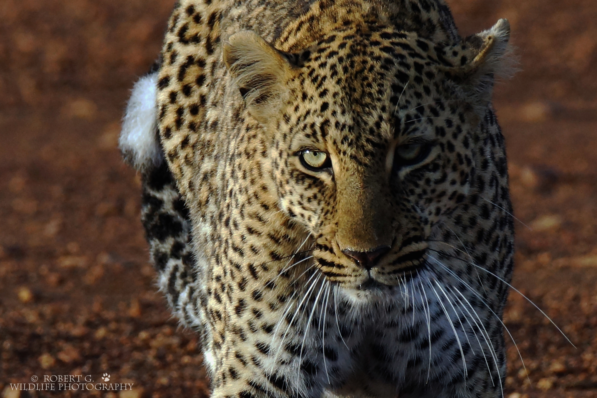 Sony SLT-A77 + Tamron SP 150-600mm F5-6.3 Di VC USD sample photo. Leopard    samburu 2016 photography