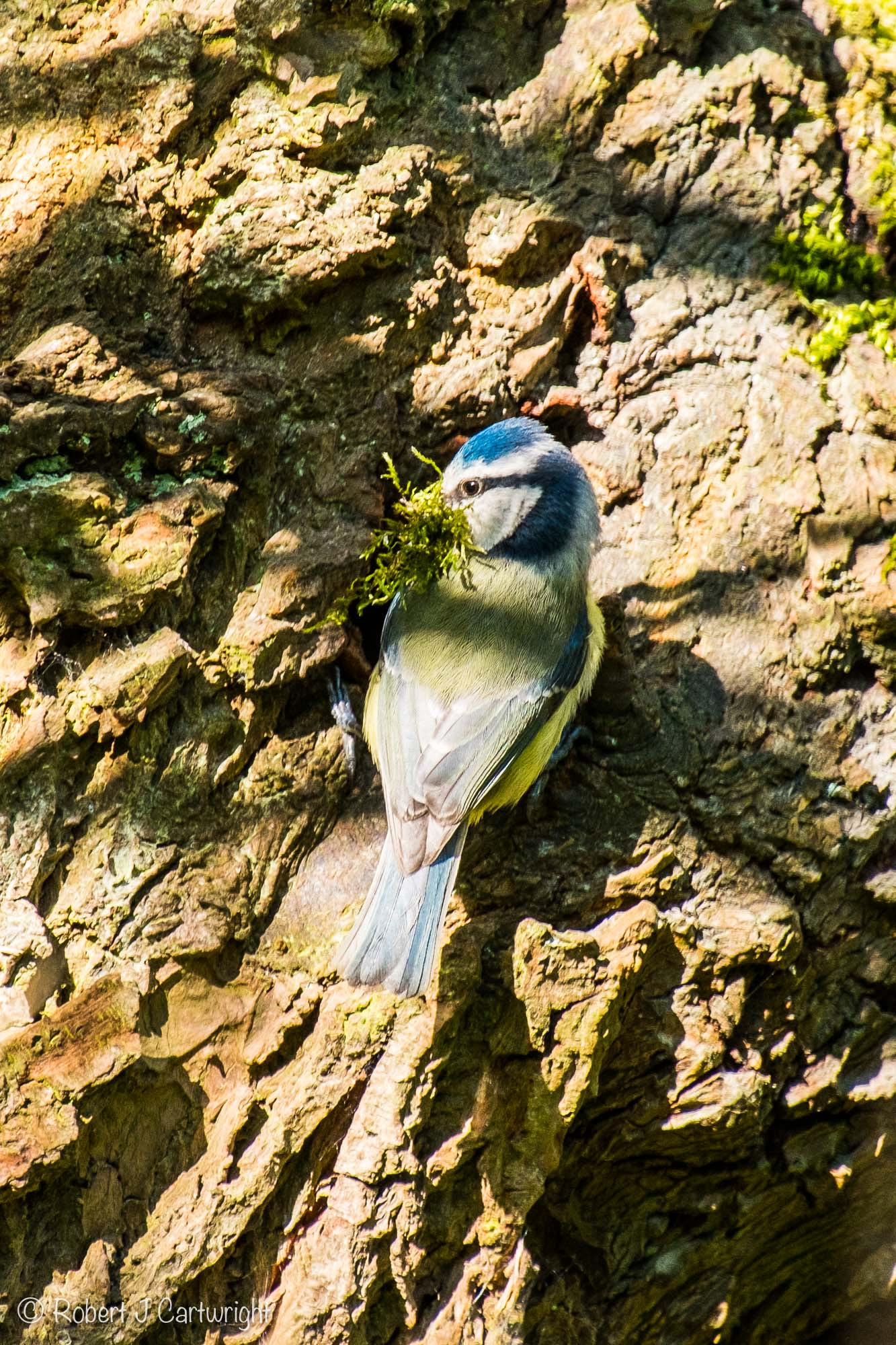 Fujifilm X-E1 + Fujifilm XC 50-230mm F4.5-6.7 OIS sample photo. Blue & yellow photography