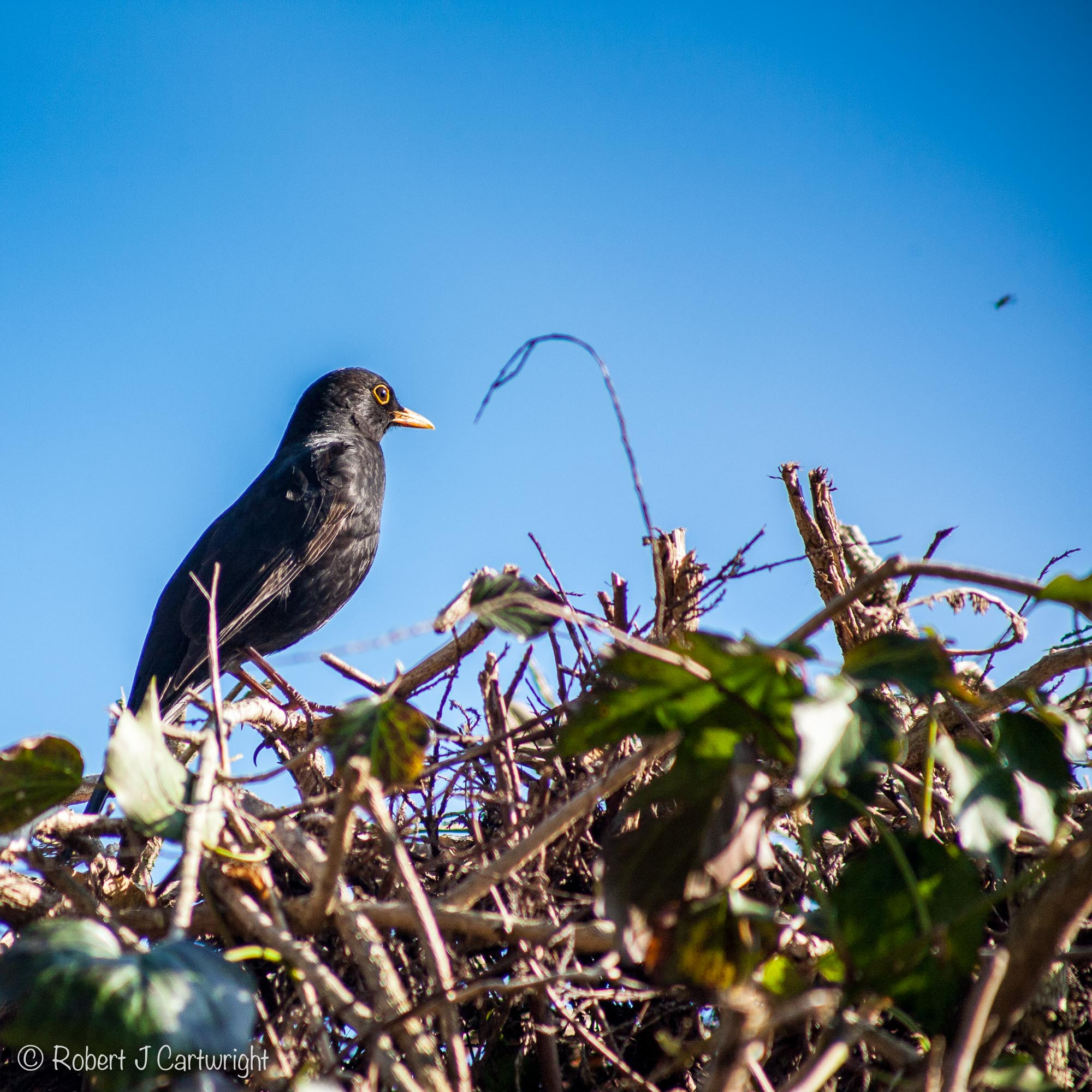 Canon EOS 5D + EF75-300mm f/4-5.6 sample photo. That fly's mine photography