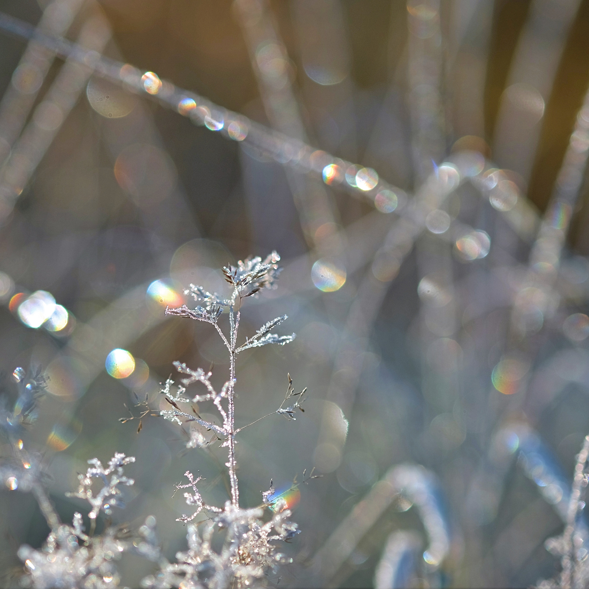 Fujifilm XF 60mm F2.4 R Macro sample photo. Early winter photography