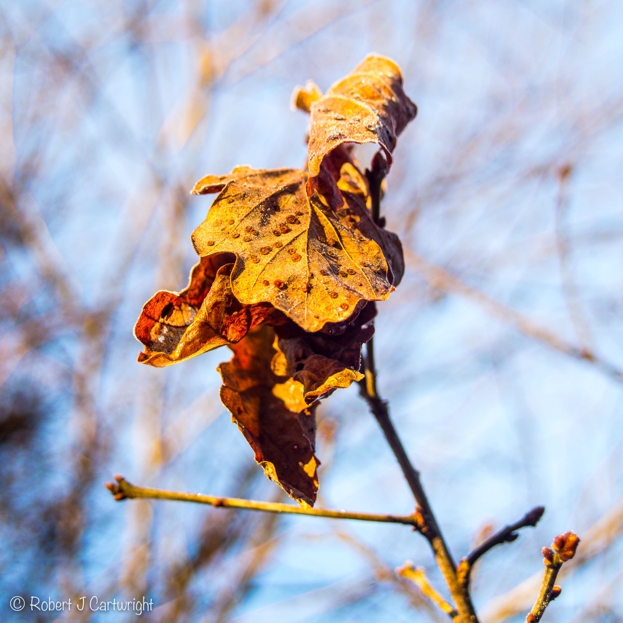 Leica M (Typ 240) sample photo. Frosty brown leaves photography