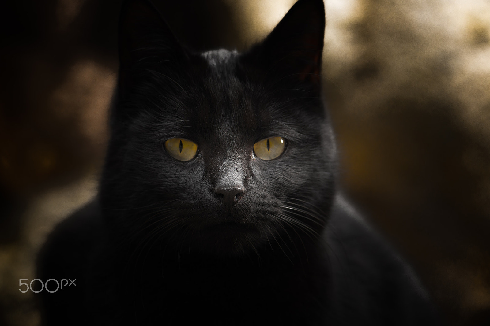 Nikon AF-S Micro-Nikkor 105mm F2.8G IF-ED VR sample photo. Black photography