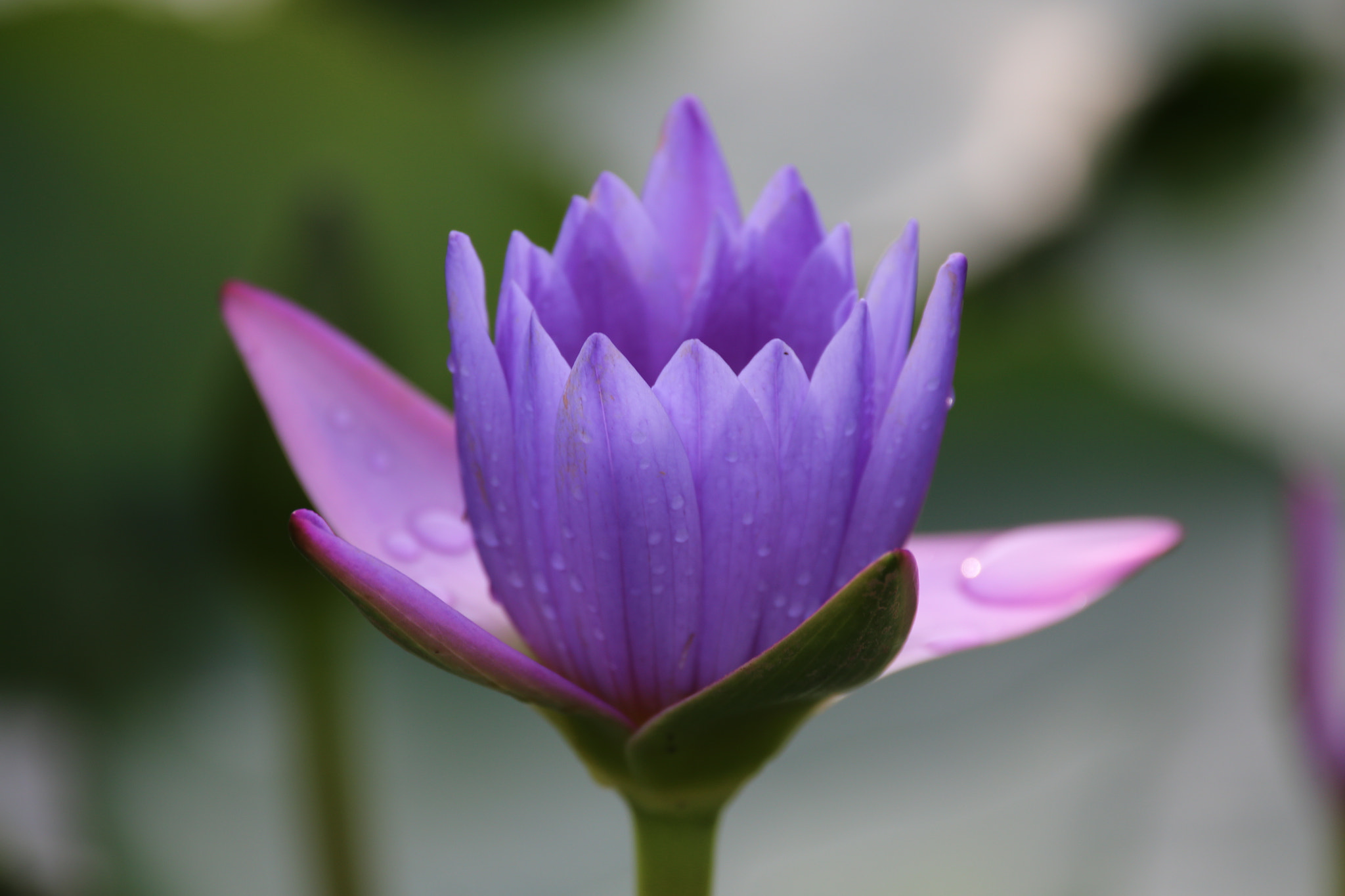 Sigma 150-600mm F5-6.3 DG OS HSM | C sample photo