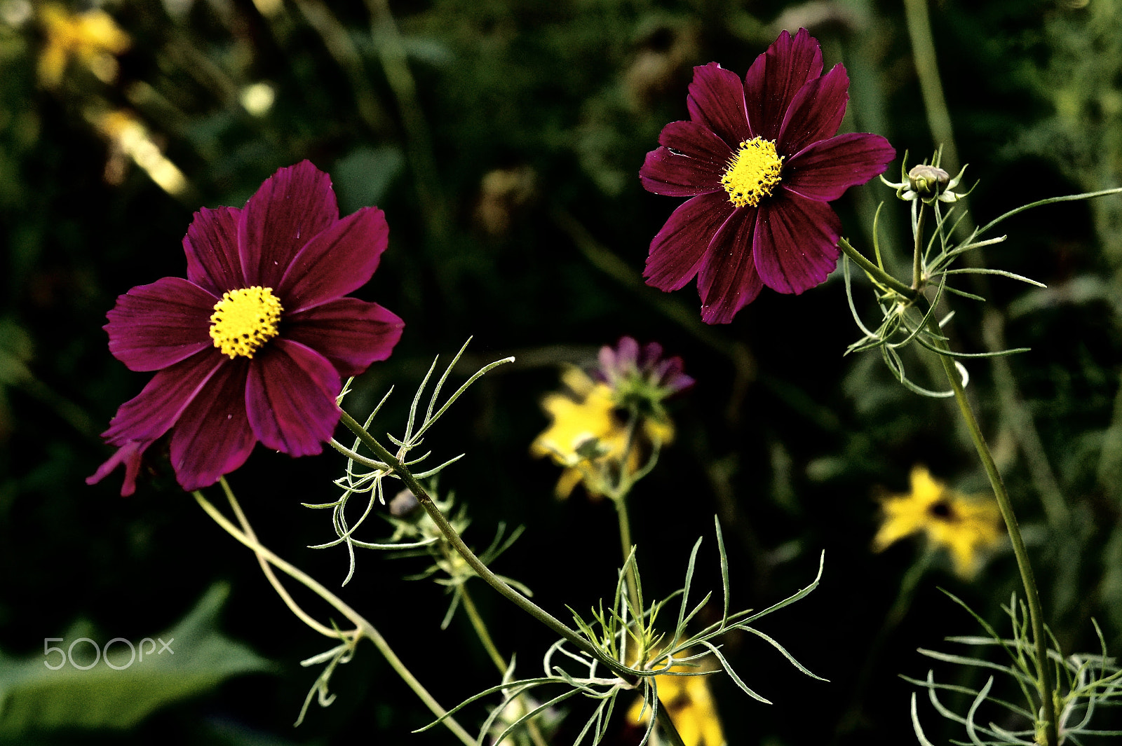 Sony E 18-55mm F3.5-5.6 OSS sample photo. Cosmos photography