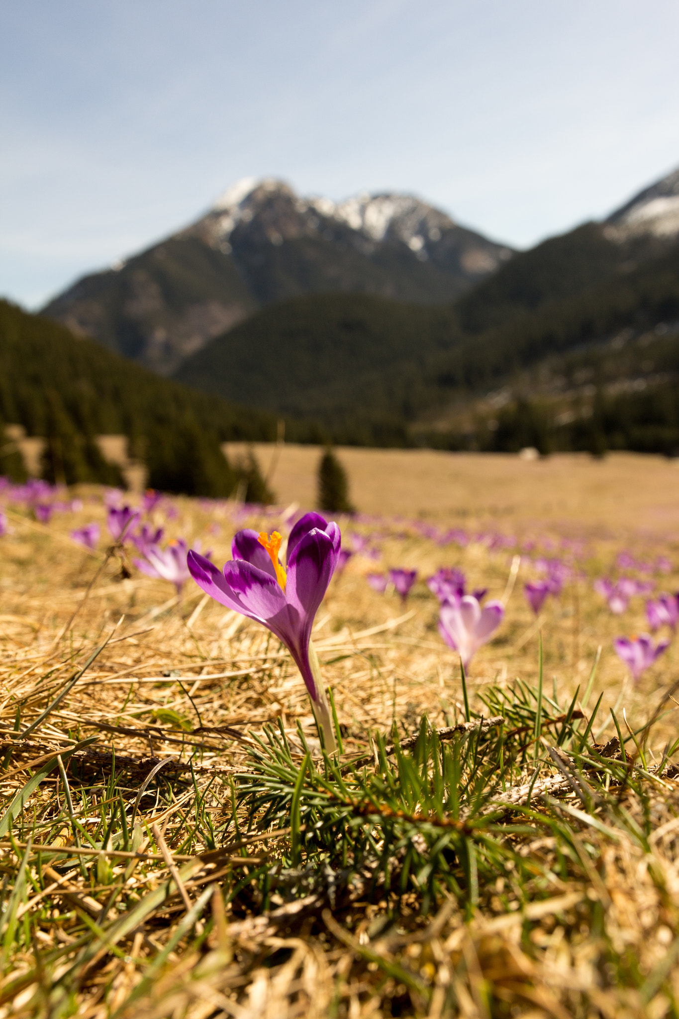 Canon EOS 60D + Sigma 18-35mm f/1.8 DC HSM sample photo. Crocus in the mountain photography