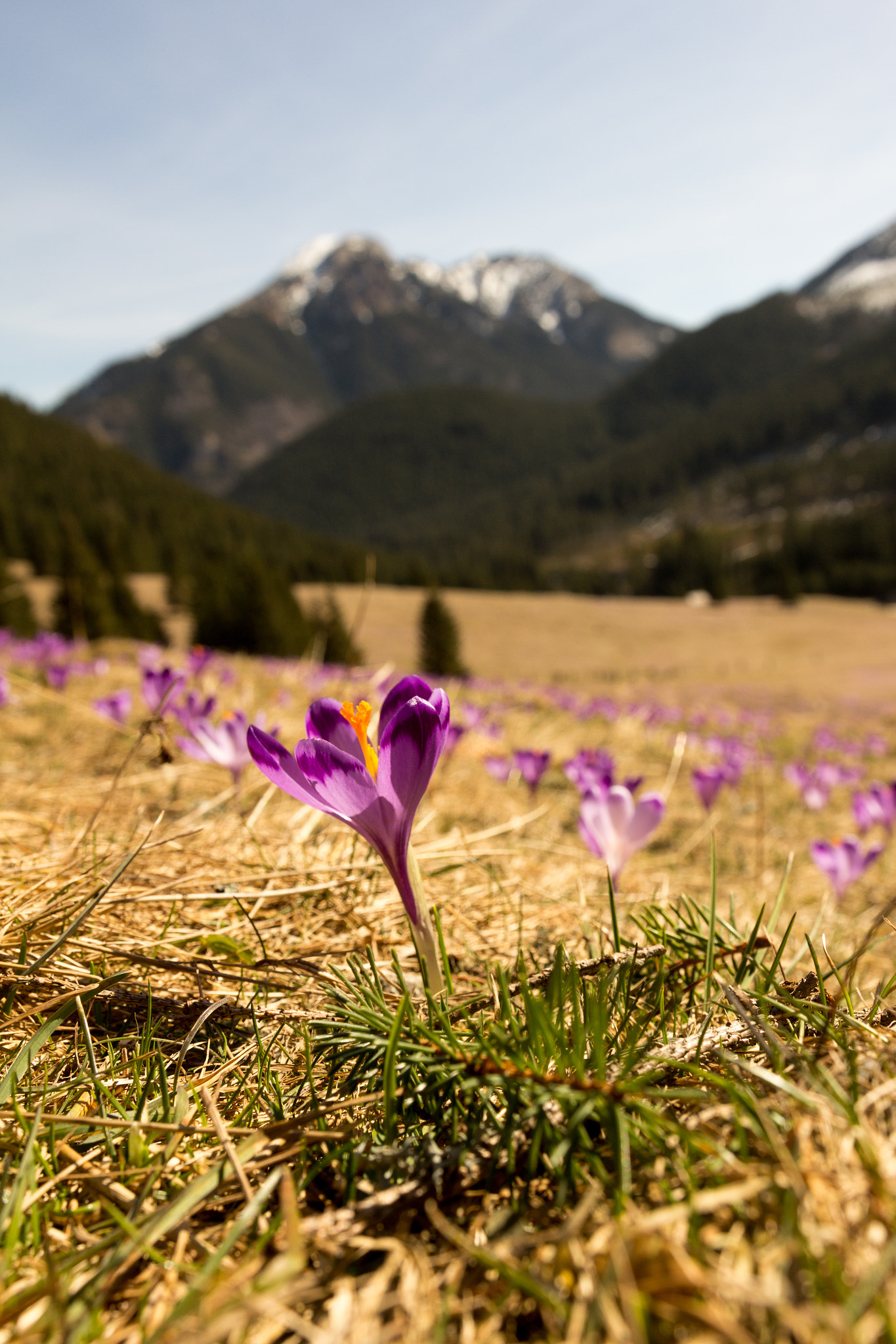 Canon EOS 60D sample photo. Crocus in the mountain photography