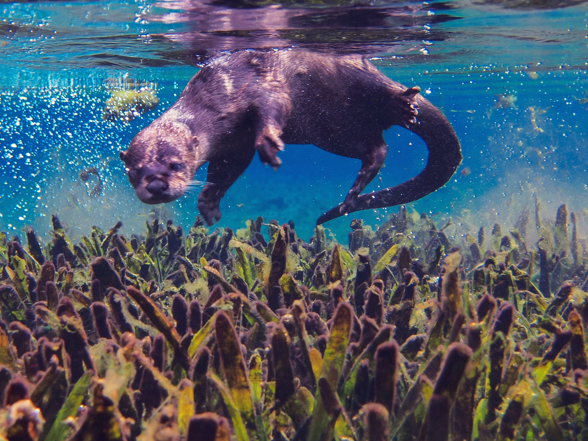 Olympus M.Zuiko Digital 14-42mm F3.5-5.6 II R sample photo. River otter antics in alexander springs photography