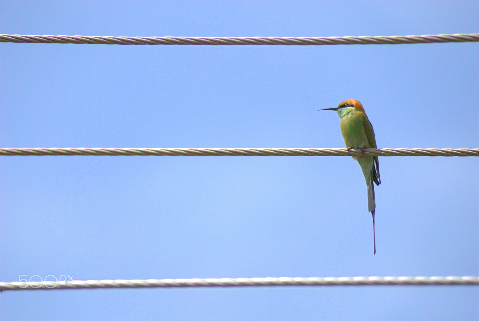 Nikon AF Nikkor 70-300mm F4-5.6G sample photo. Birds photography