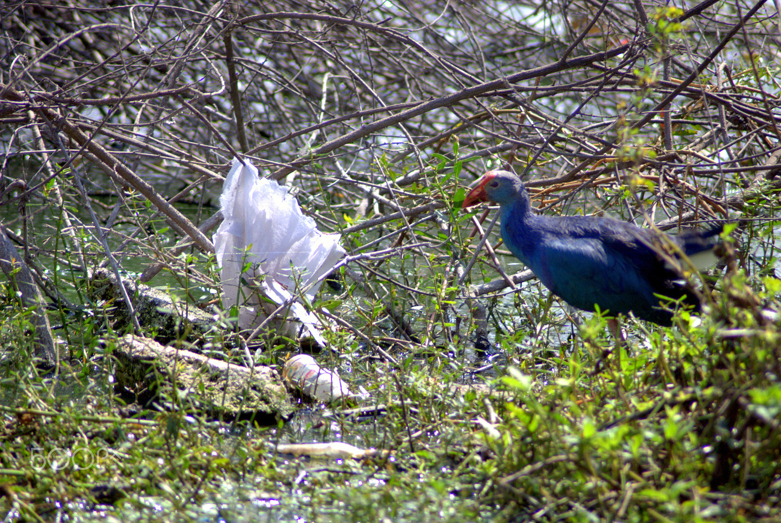 Nikon AF Nikkor 70-300mm F4-5.6G sample photo. Birds photography