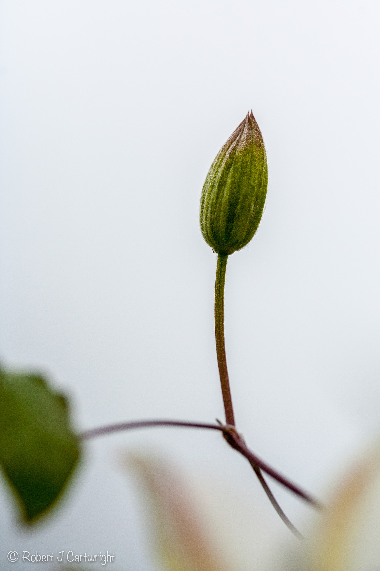 Canon EF 100mm F2.8 Macro USM sample photo. Bud & bokeh photography
