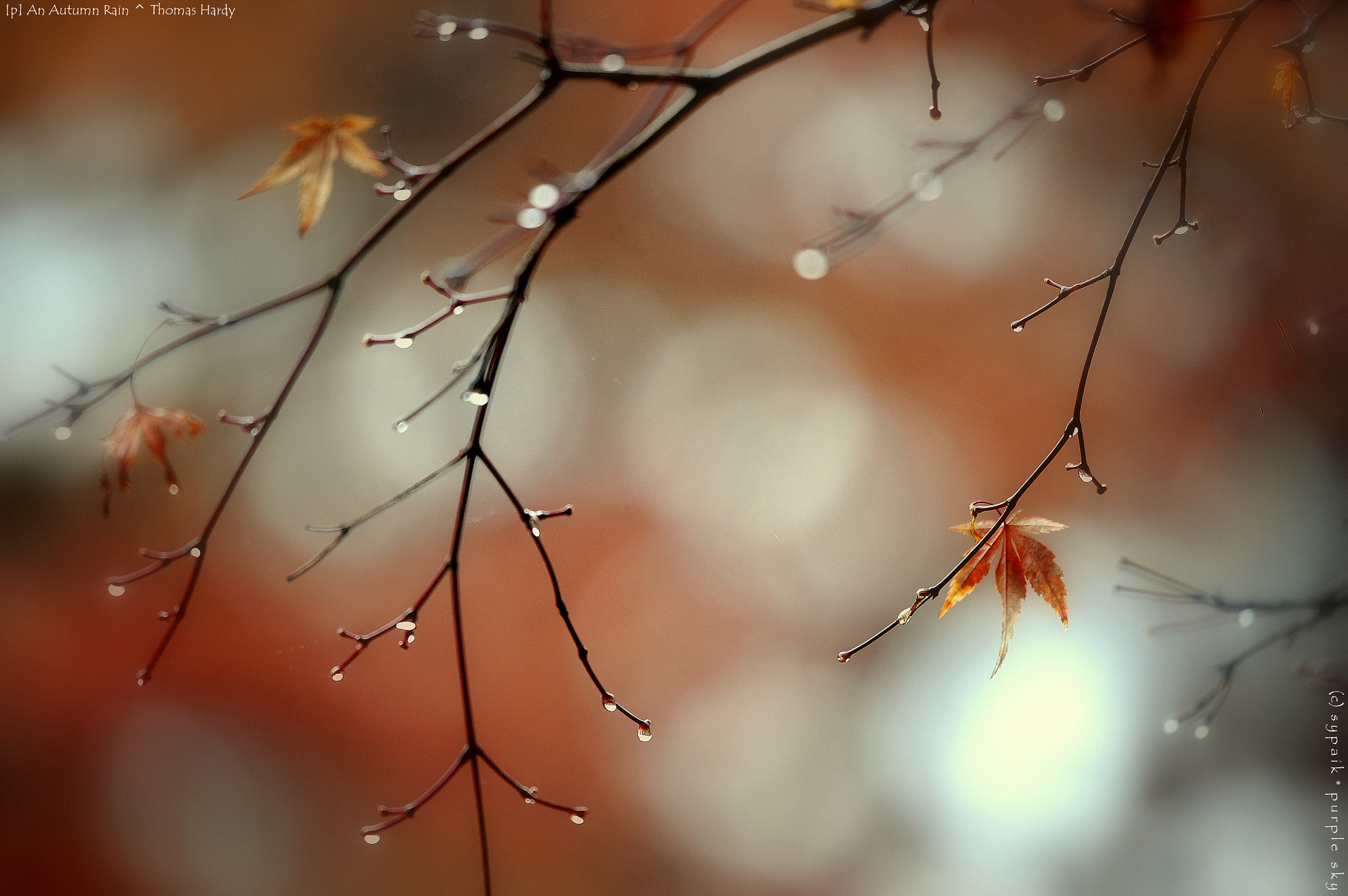 Nikon Nikkor AF-S 300mm F4E PF ED VR sample photo. An autumn rain photography