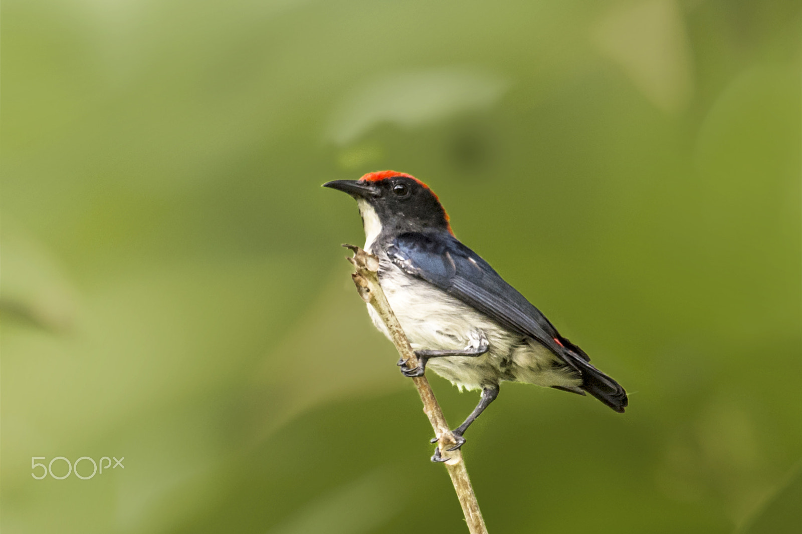 Nikon D4 sample photo. Scarlet flowerpecker photography