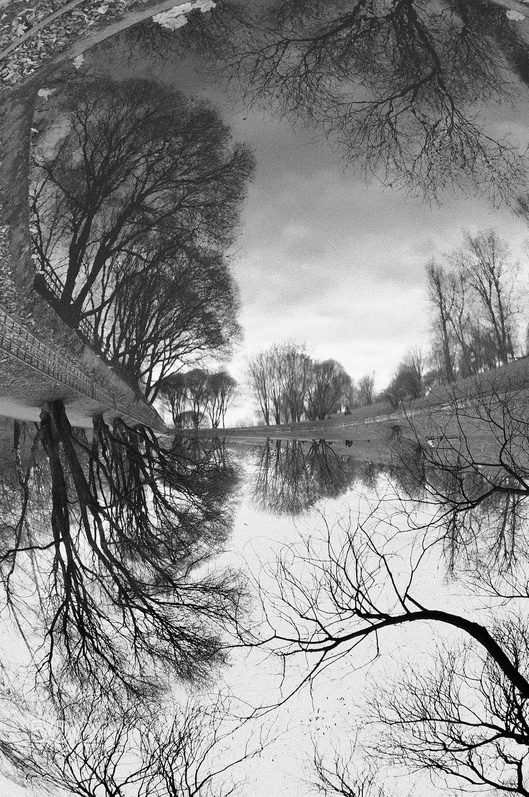 Nikon AF DX Fisheye-Nikkor 10.5mm F2.8G ED sample photo. ветвистость photography