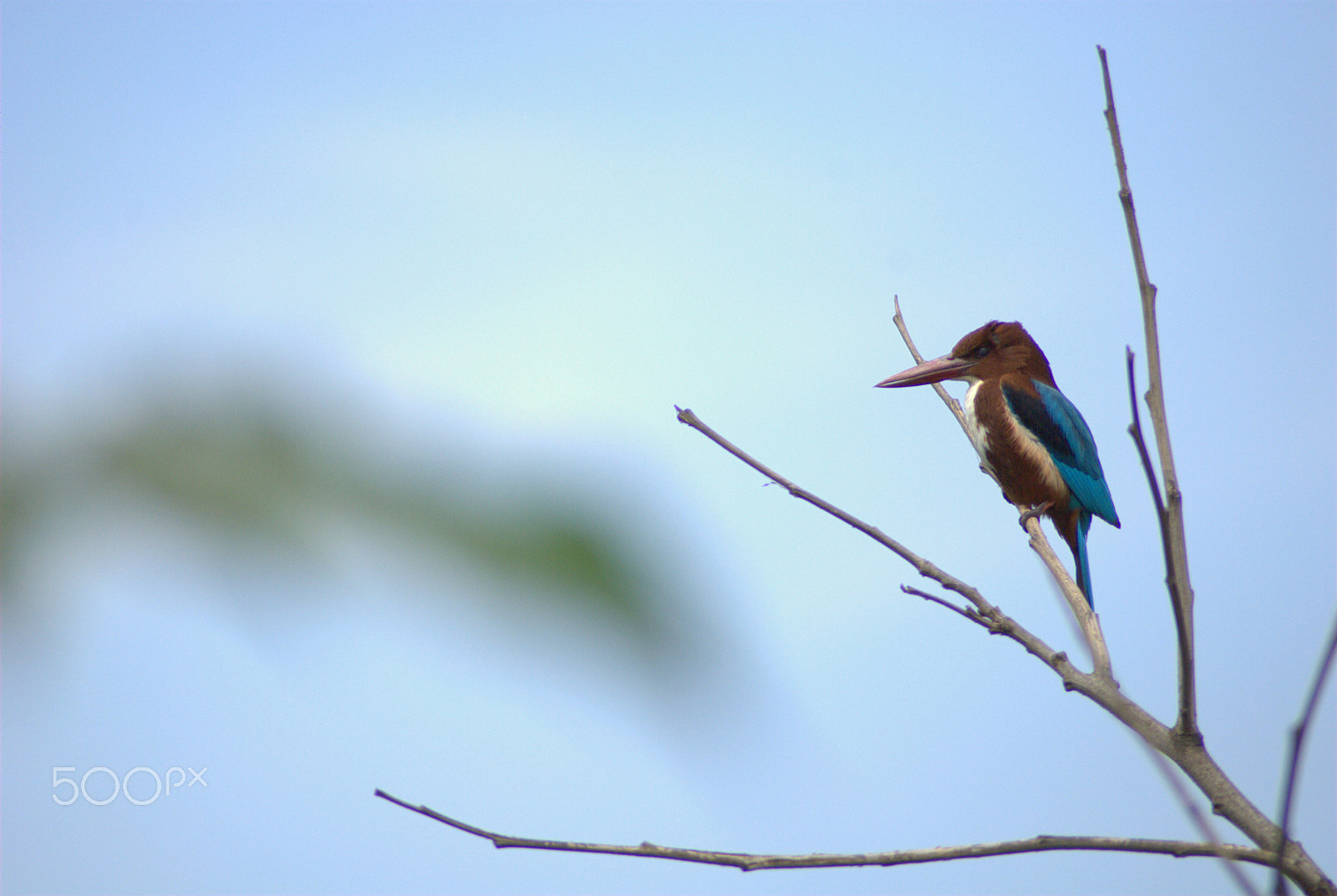 Nikon AF Nikkor 70-300mm F4-5.6G sample photo. Birds photography