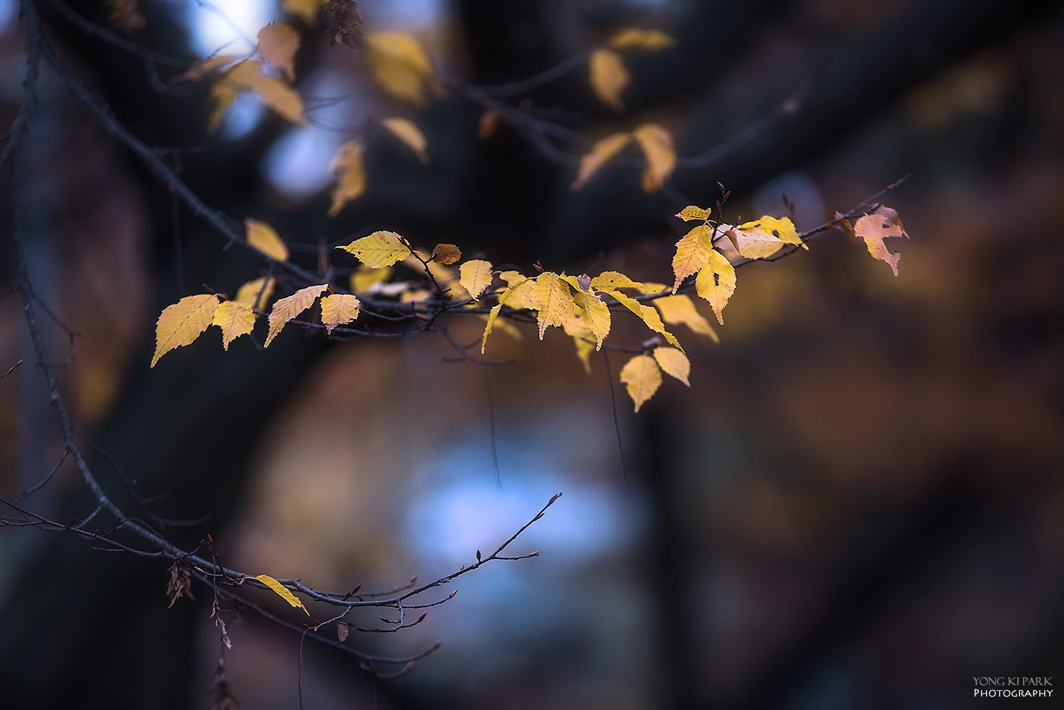 Pentax K-1 sample photo. Deep in late autumn photography