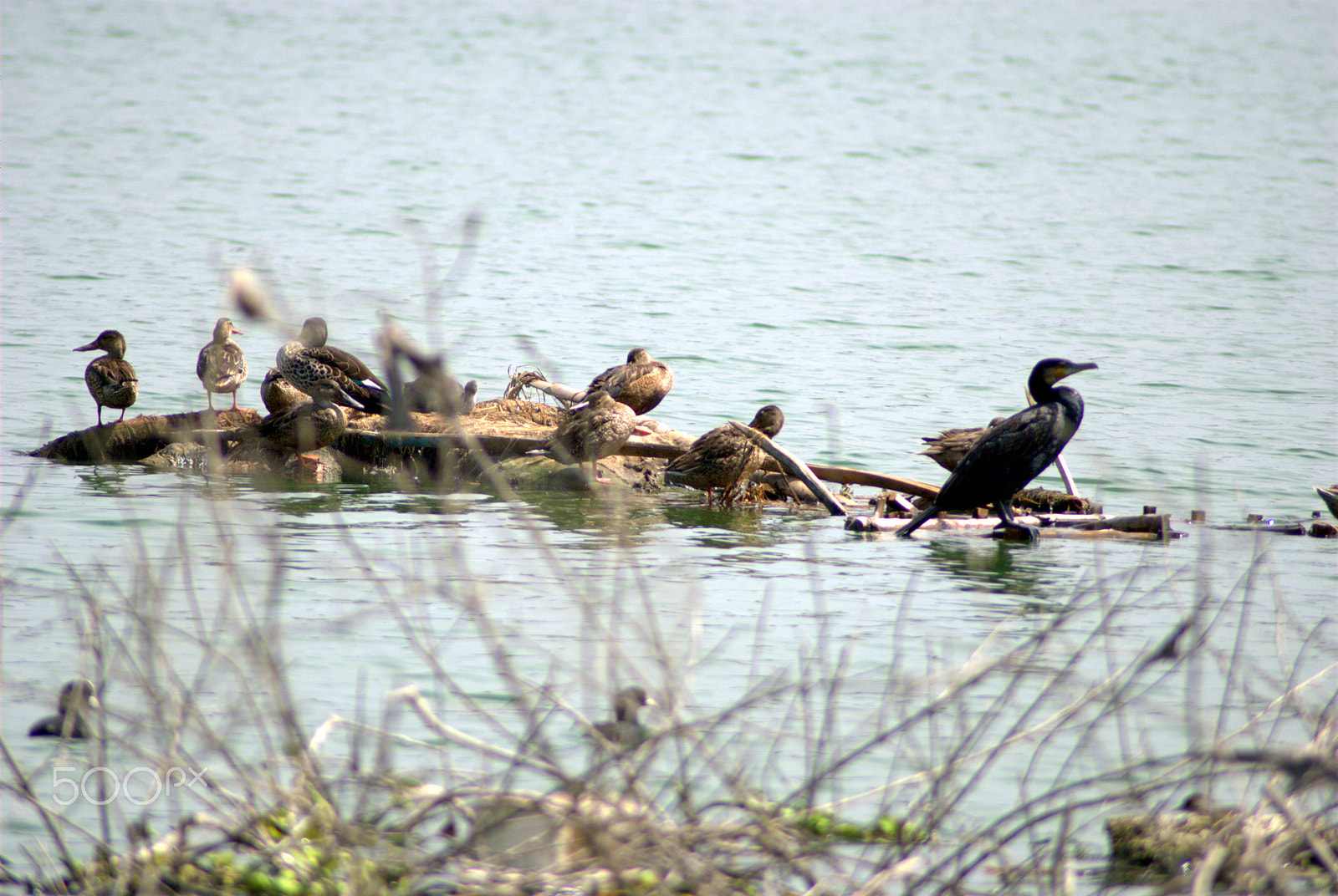 Nikon AF Nikkor 70-300mm F4-5.6G sample photo. Birds photography