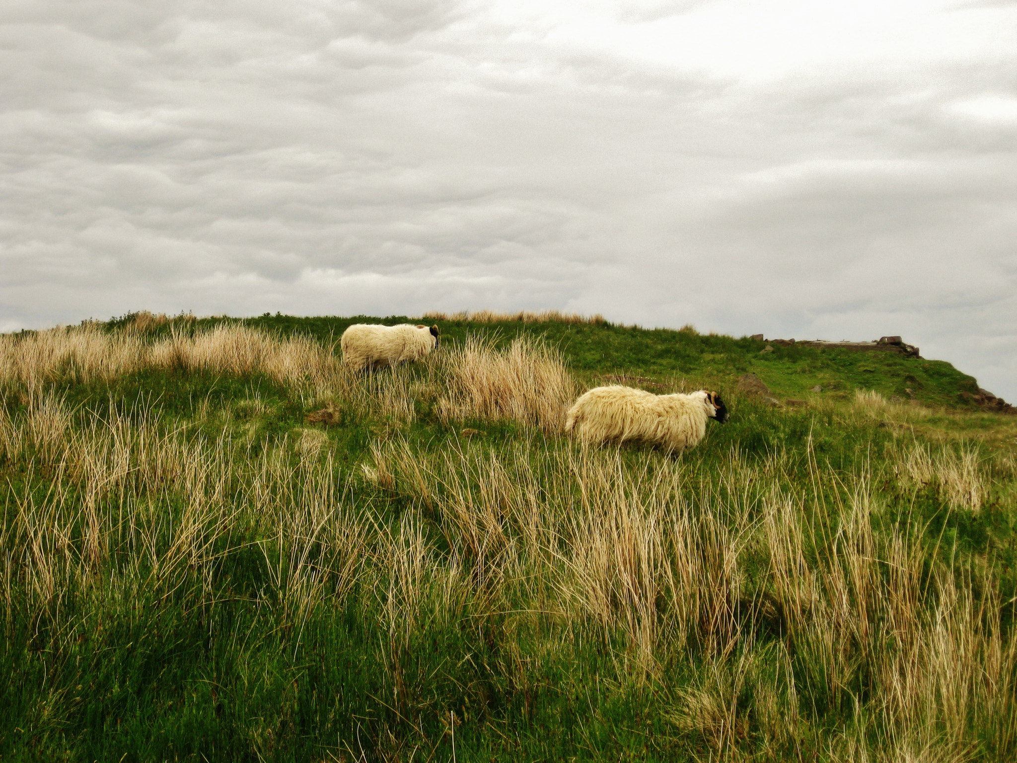 Canon PowerShot SD1100 IS (Digital IXUS 80 IS / IXY Digital 20 IS) sample photo. Sheep in scotland photography