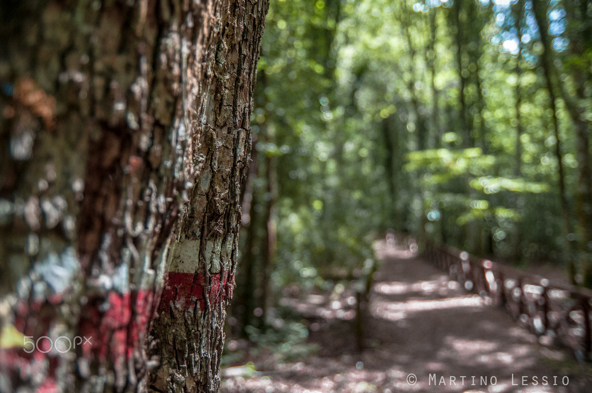 Nikon D300S sample photo. Foresta umbra photography