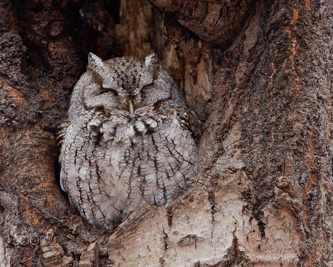 Canon EOS 40D + Canon EF 500mm F4L IS USM sample photo. Eastern screech-owl photography
