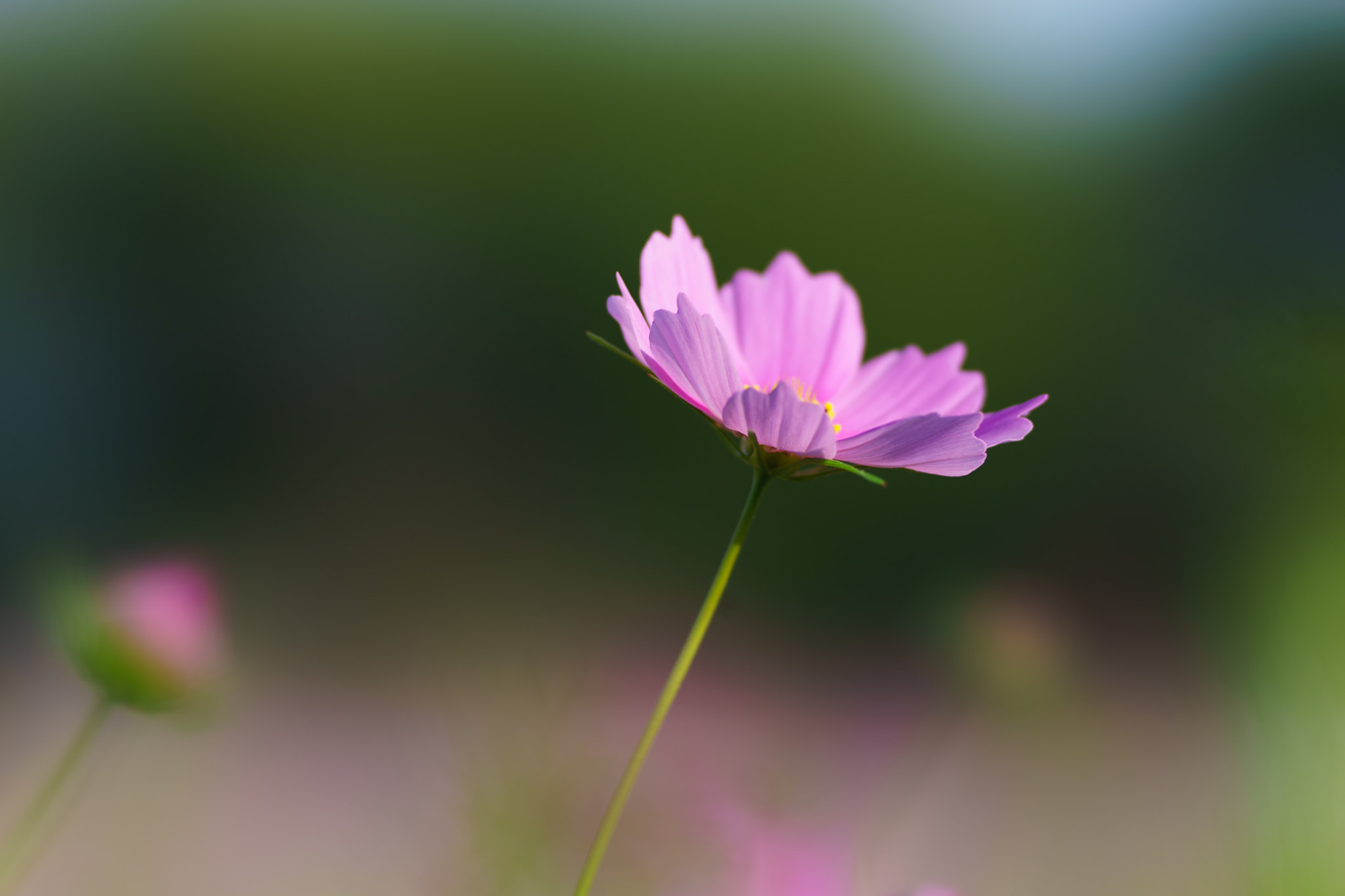 Sony 135mm F2.8 [T4.5] STF sample photo. Cosmos photography