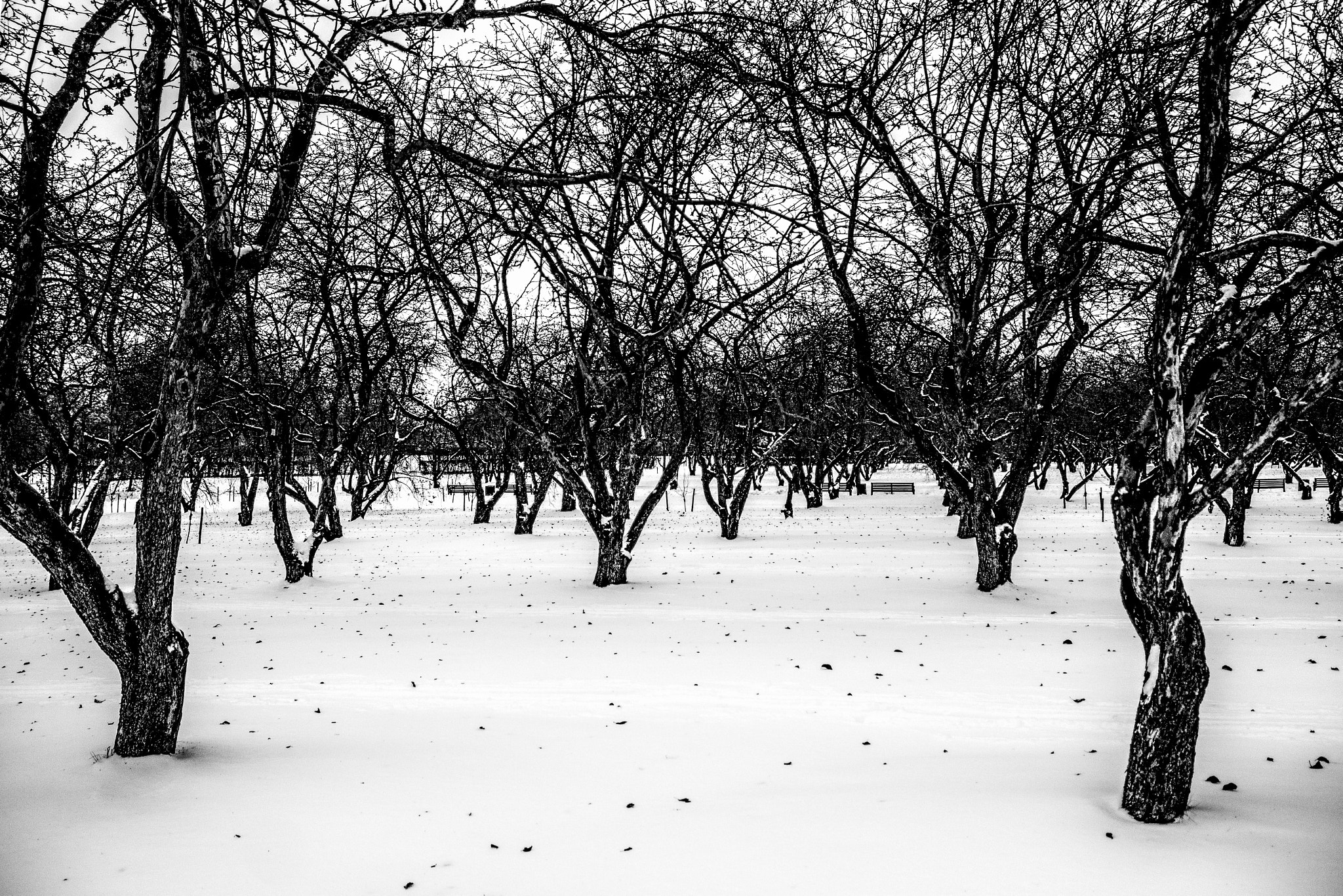 Canon EOS 650D (EOS Rebel T4i / EOS Kiss X6i) sample photo. The apple garden photography