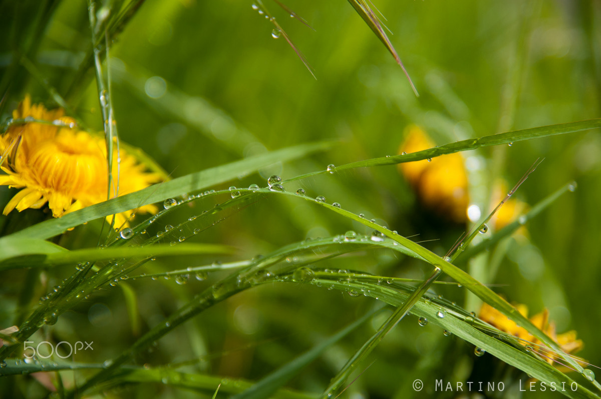 Nikon D300S sample photo. Storm drops photography