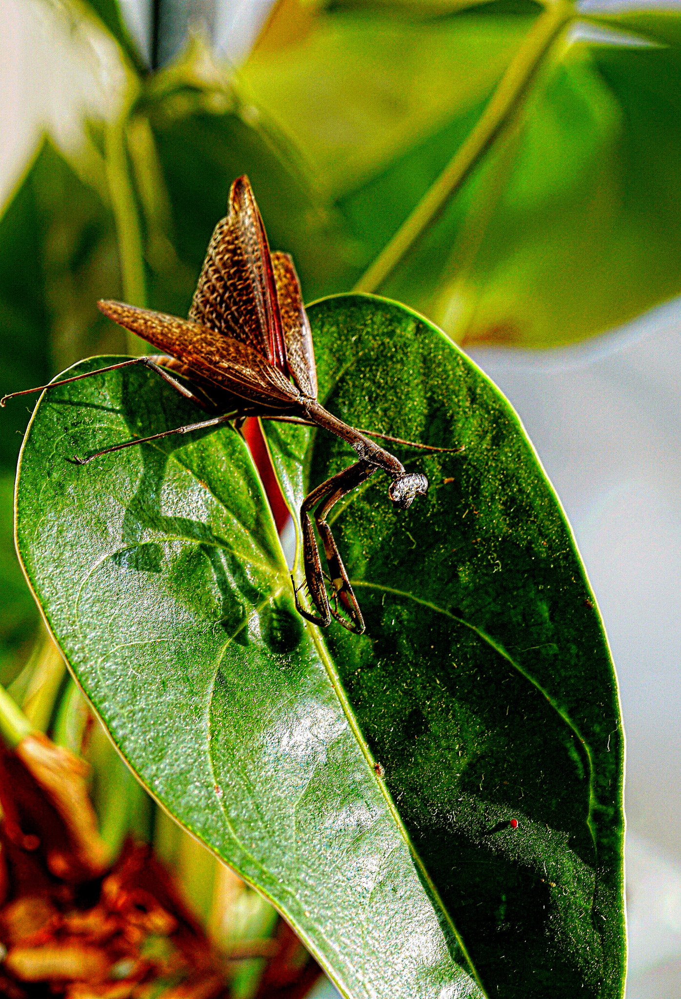 Sony a7R II + Sony FE 90mm F2.8 Macro G OSS sample photo