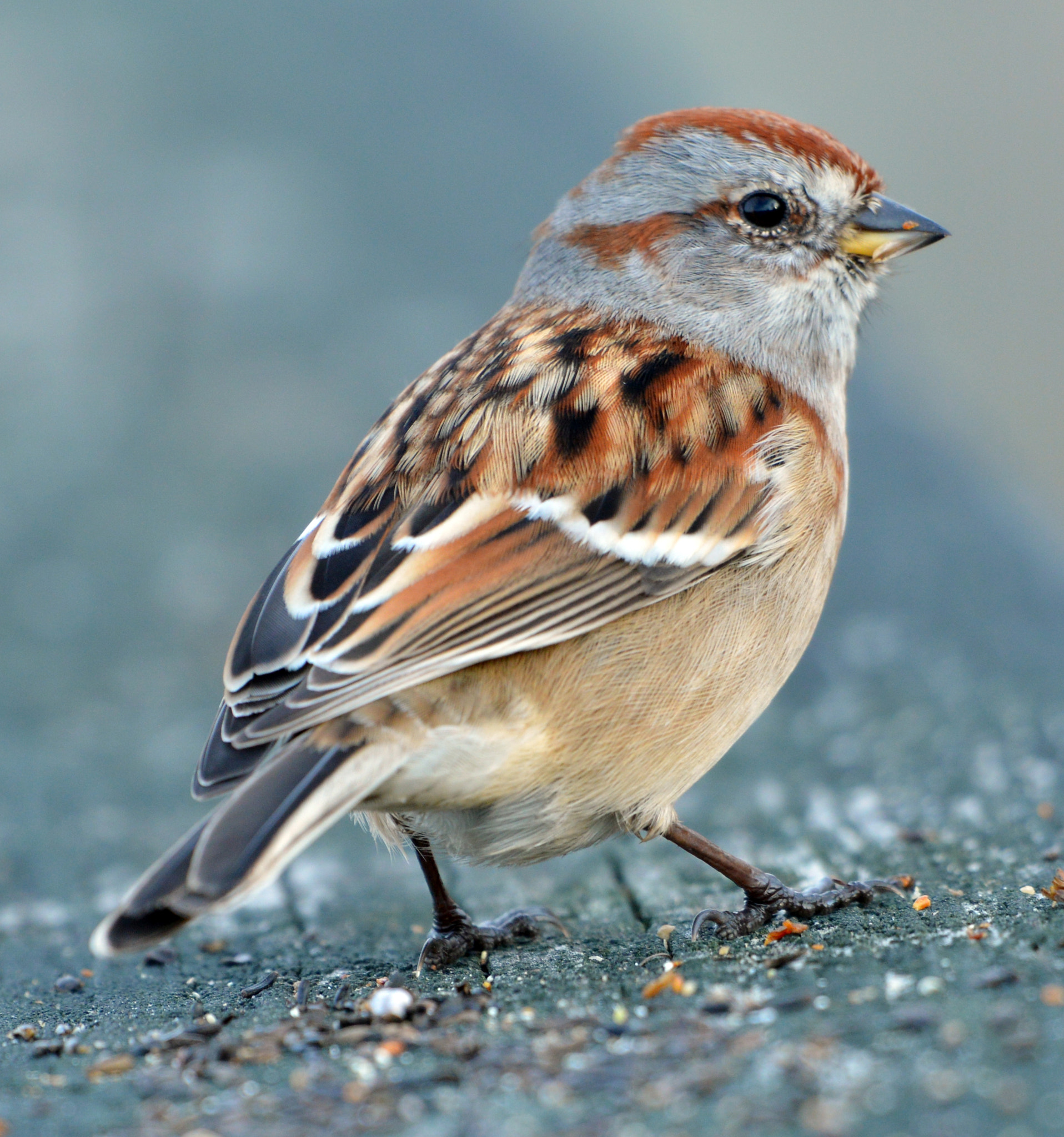 Nikon AF-S Nikkor 200-500mm F5.6E ED VR sample photo. American tree sparrow photography