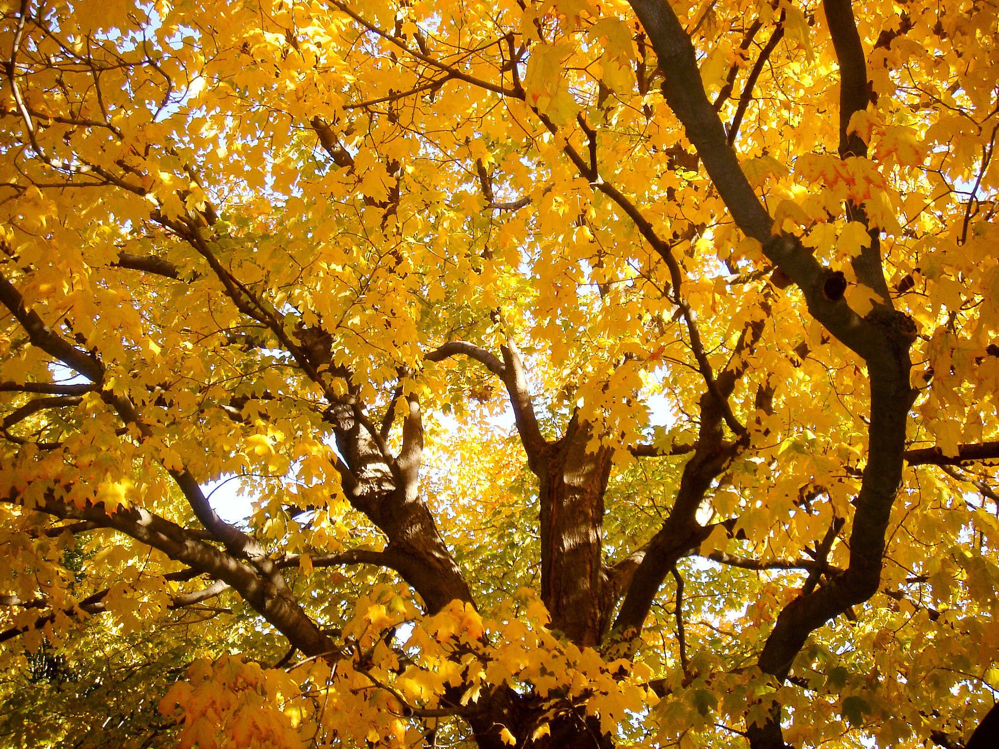 Sony DSC-T3 sample photo. Maple tree with leaves turning photography