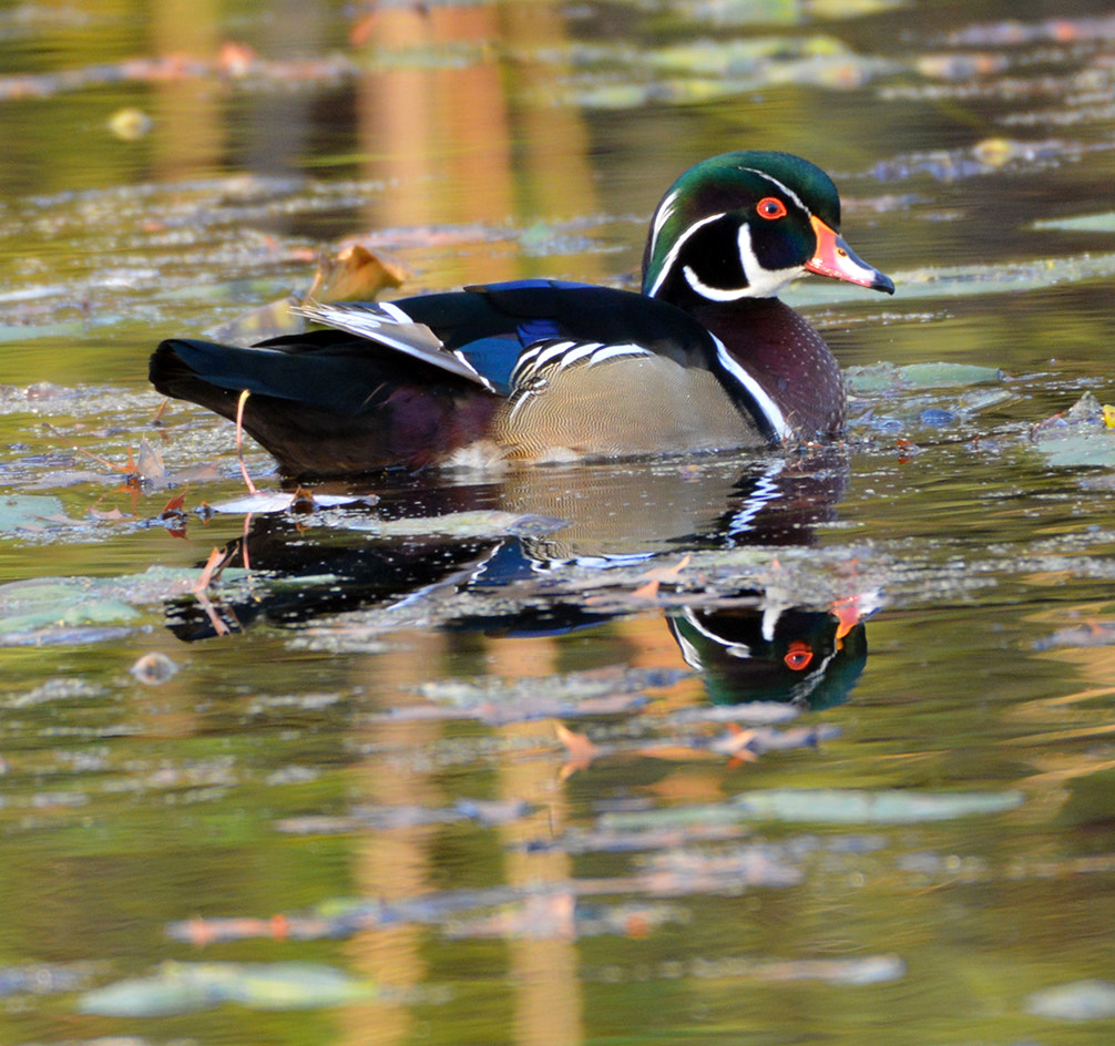 Nikon AF-S Nikkor 200-500mm F5.6E ED VR sample photo. Wood duck photography
