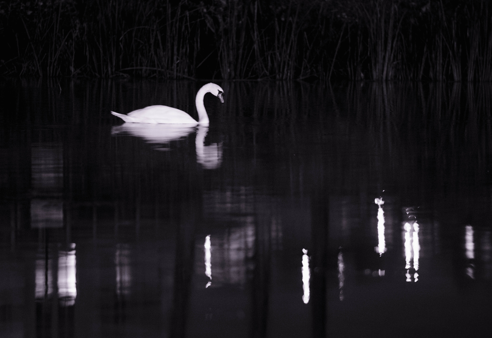 Nikon D5100 + Nikon AF-S Nikkor 85mm F1.8G sample photo. Night hunter photography