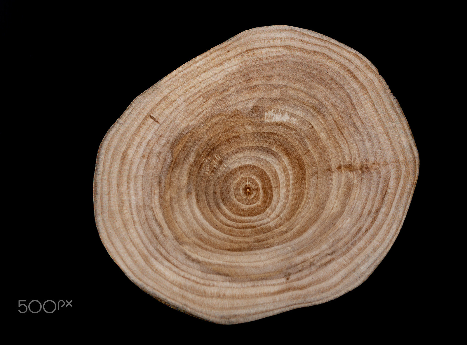 Canon EF-S 24mm F2.8 STM sample photo. Alone saw cut birch on a black background photography