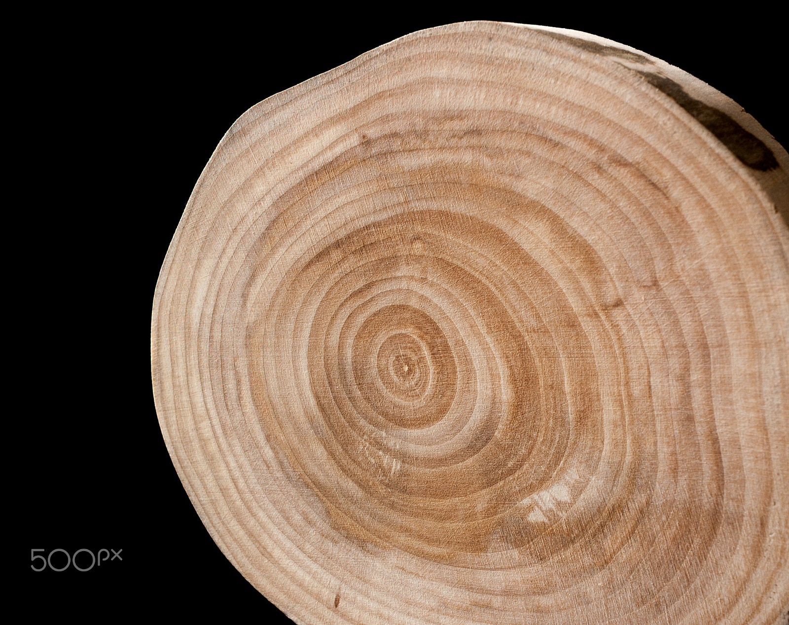 Canon EF-S 24mm F2.8 STM sample photo. Birch saw cut is vertical on a black background photography