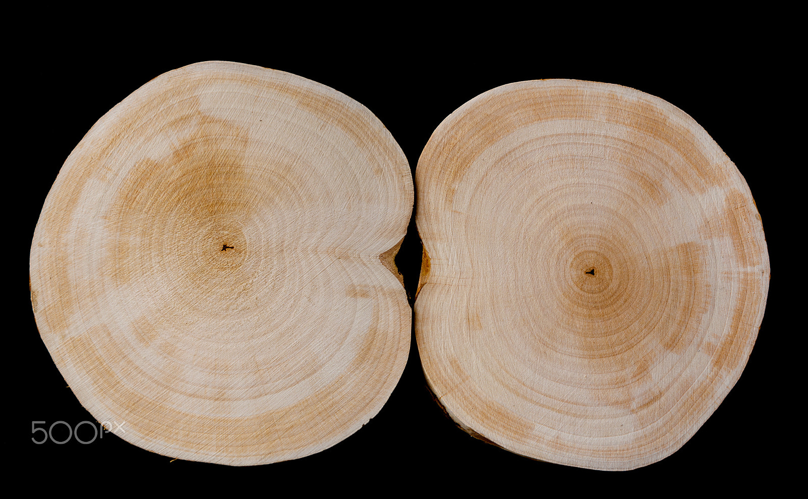 Canon EF-S 24mm F2.8 STM sample photo. Two dried saw cut alder on a black background photography