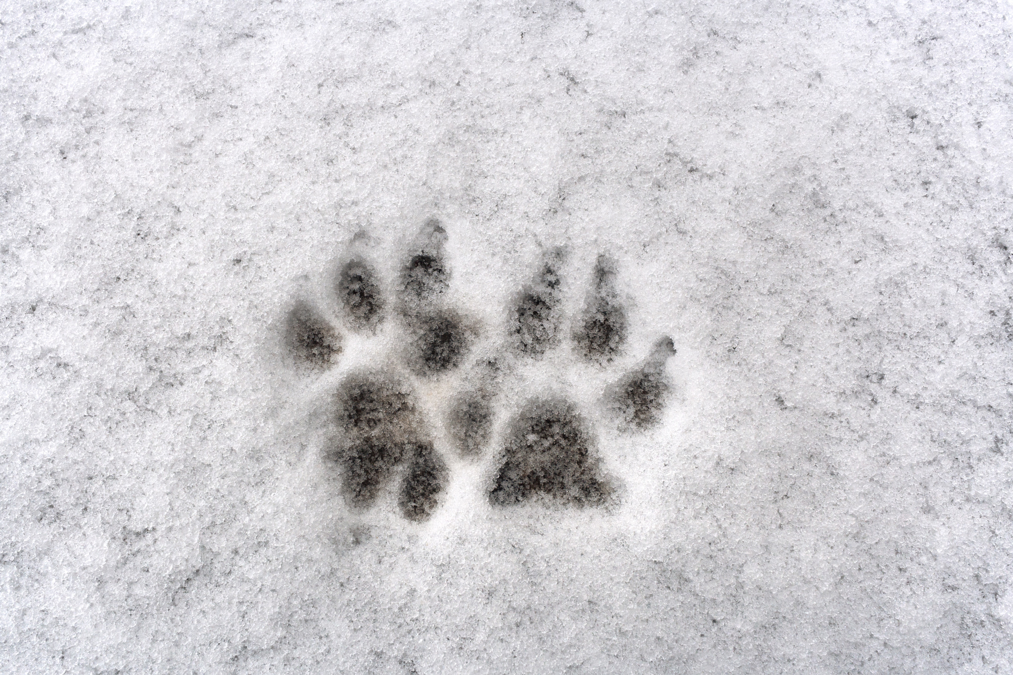 Canon EF-S 24mm F2.8 STM sample photo. Traces of two dog paw on white background fresh snow photography