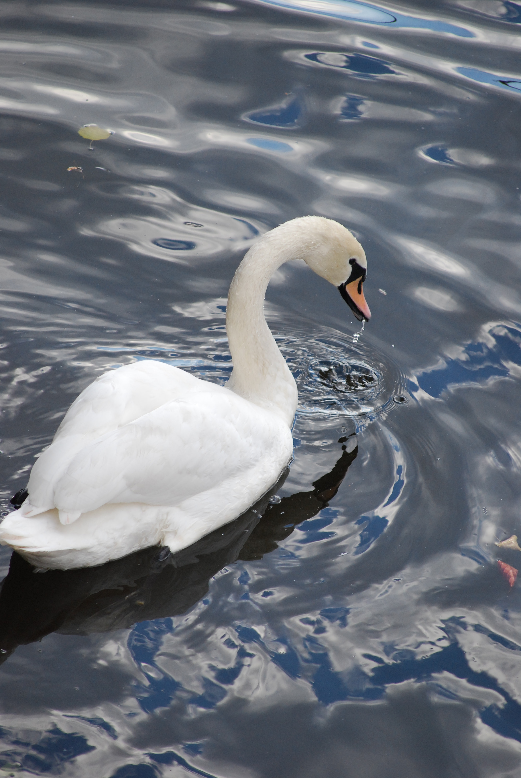 Sigma 70-300mm F4-5.6 APO DG Macro sample photo. Swan photography