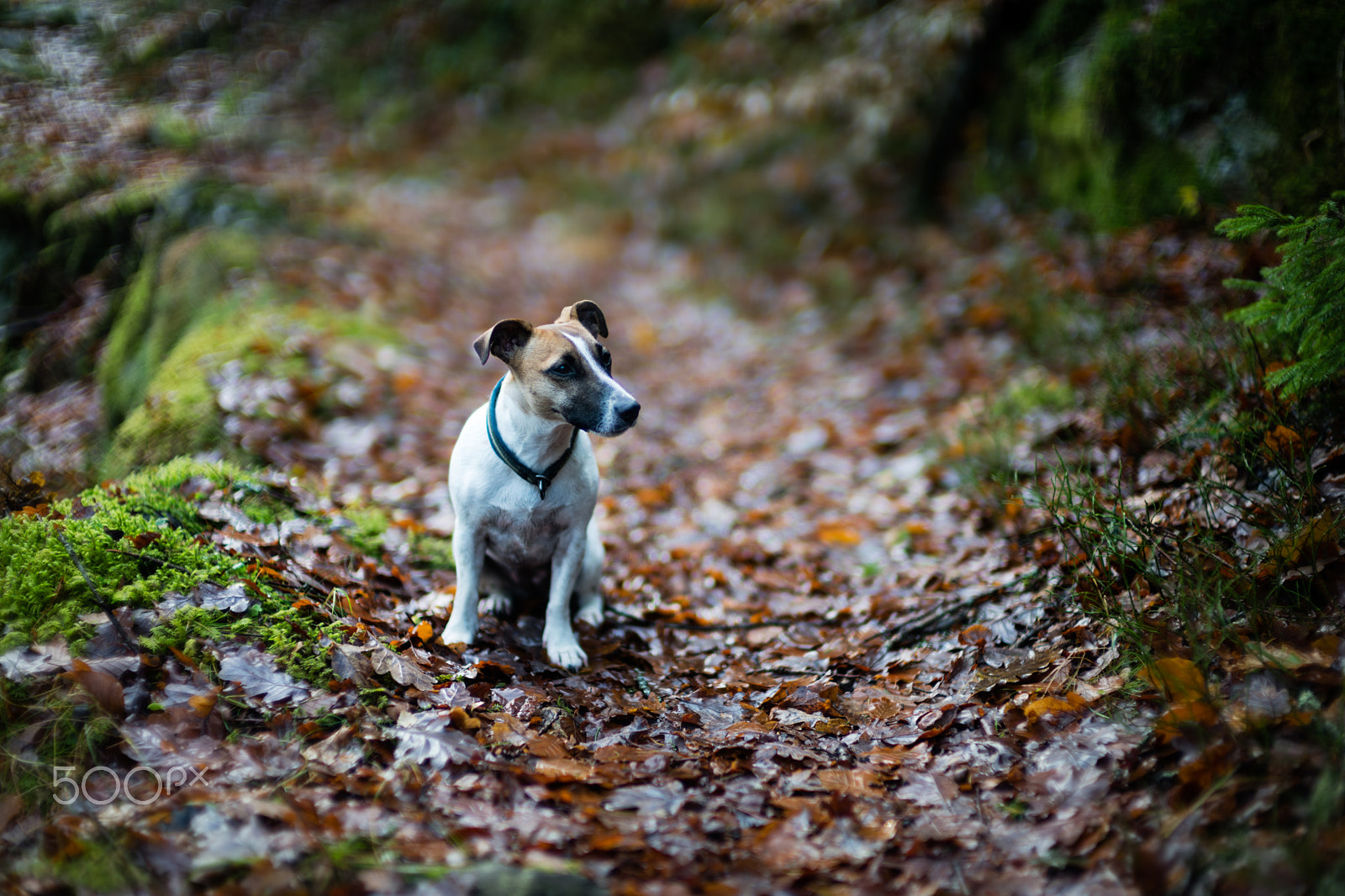 Leica Noctilux-M 50mm F0.95 ASPH sample photo. Maja again photography