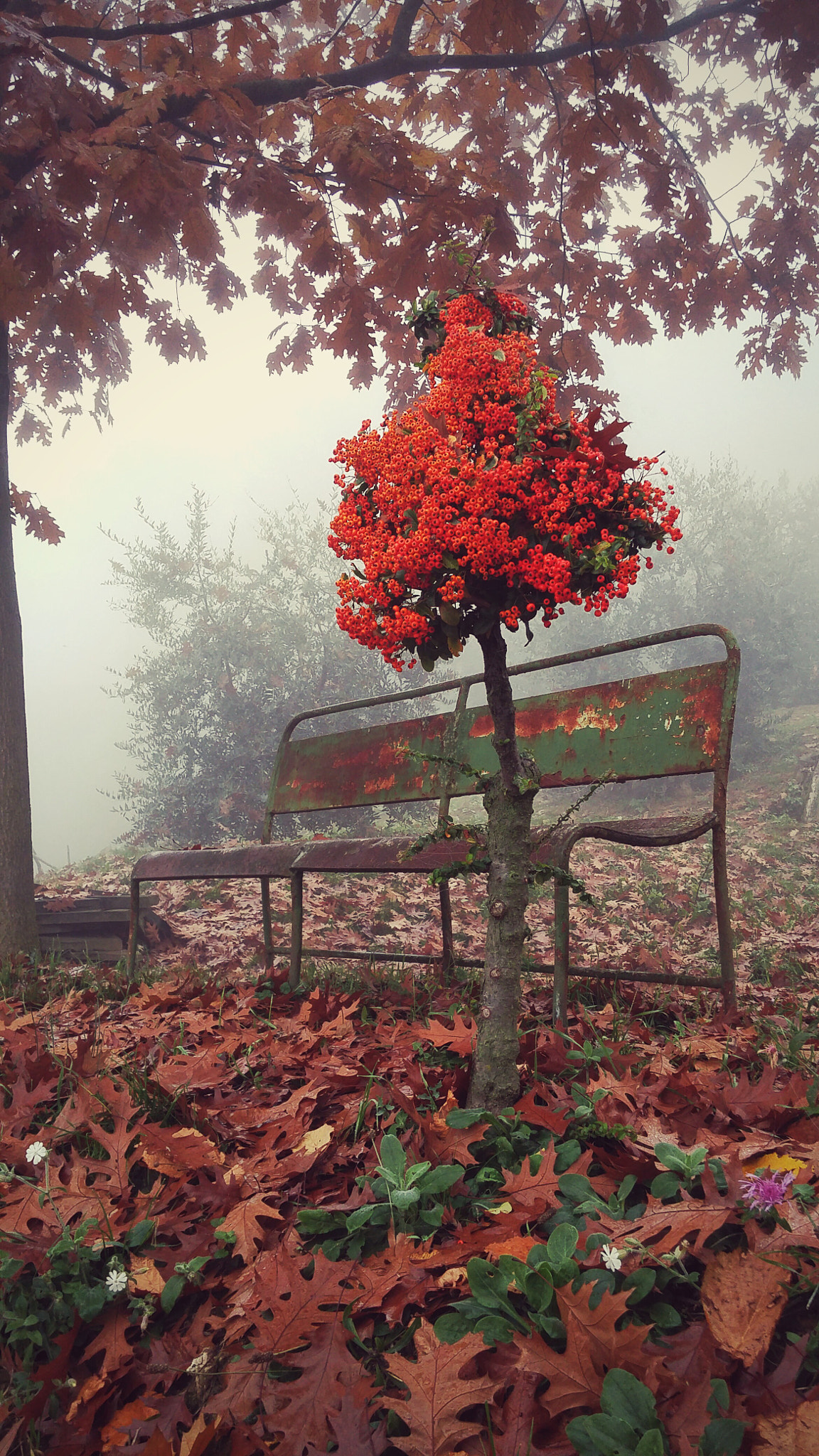 LG G FLEX2 sample photo. Autumn colors  photography