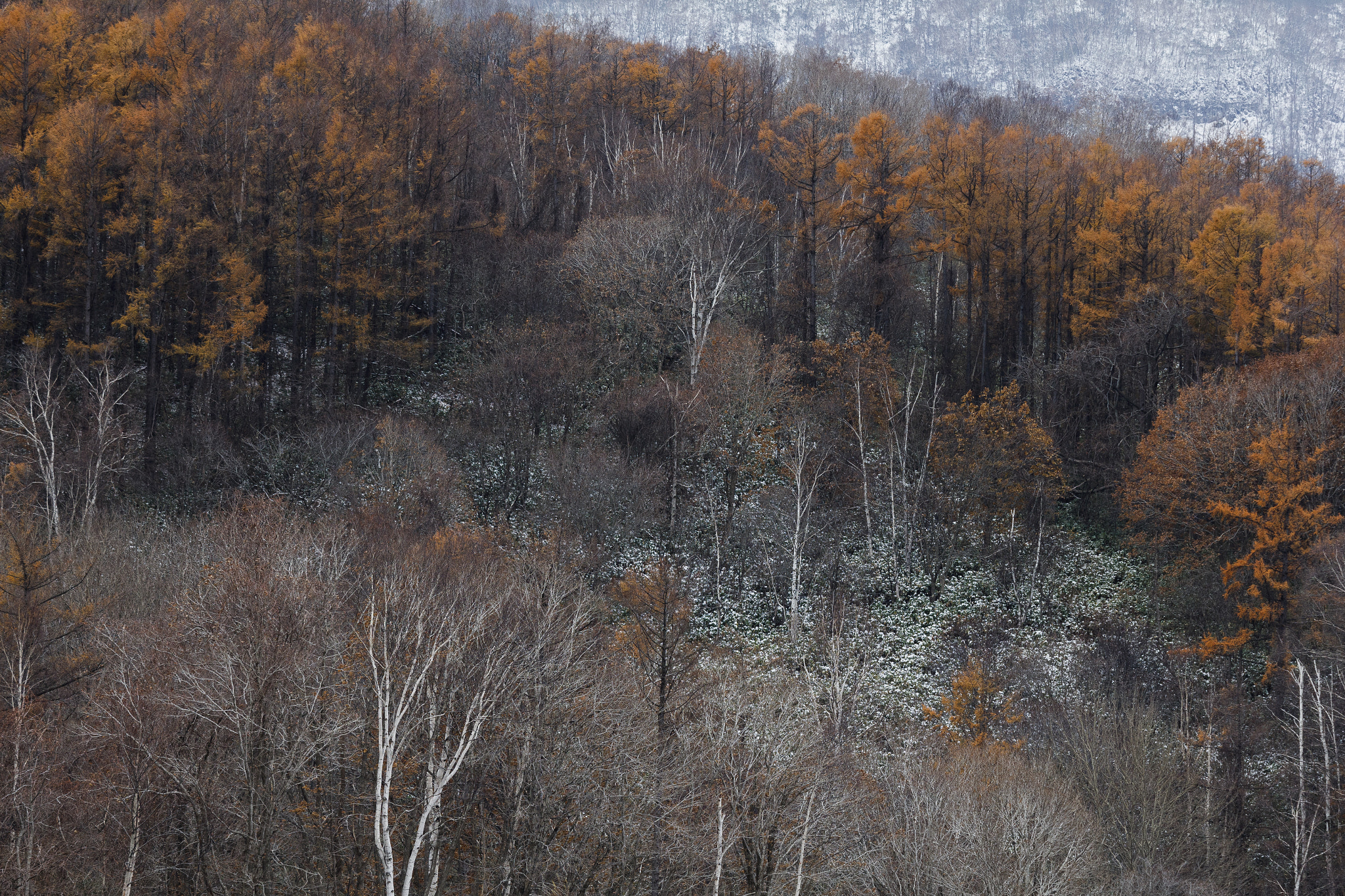 Canon EOS 550D (EOS Rebel T2i / EOS Kiss X4) sample photo. 晩秋Ⅱ photography