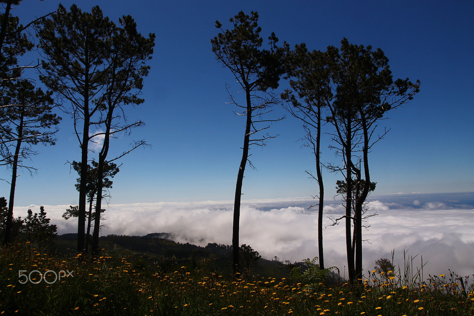 Canon EF-S 17-55mm F2.8 IS USM sample photo. Madeira island - portugal photography