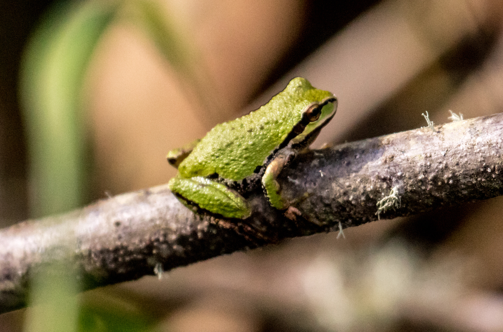 Canon EOS 750D (EOS Rebel T6i / EOS Kiss X8i) + Canon EF 100-400mm F4.5-5.6L IS USM sample photo. Pacific tree frog photography
