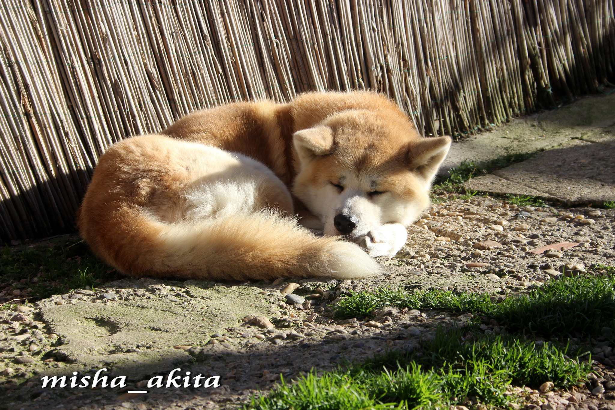 Canon EF-S 18-55mm F3.5-5.6 II sample photo. Yume sleepng photography