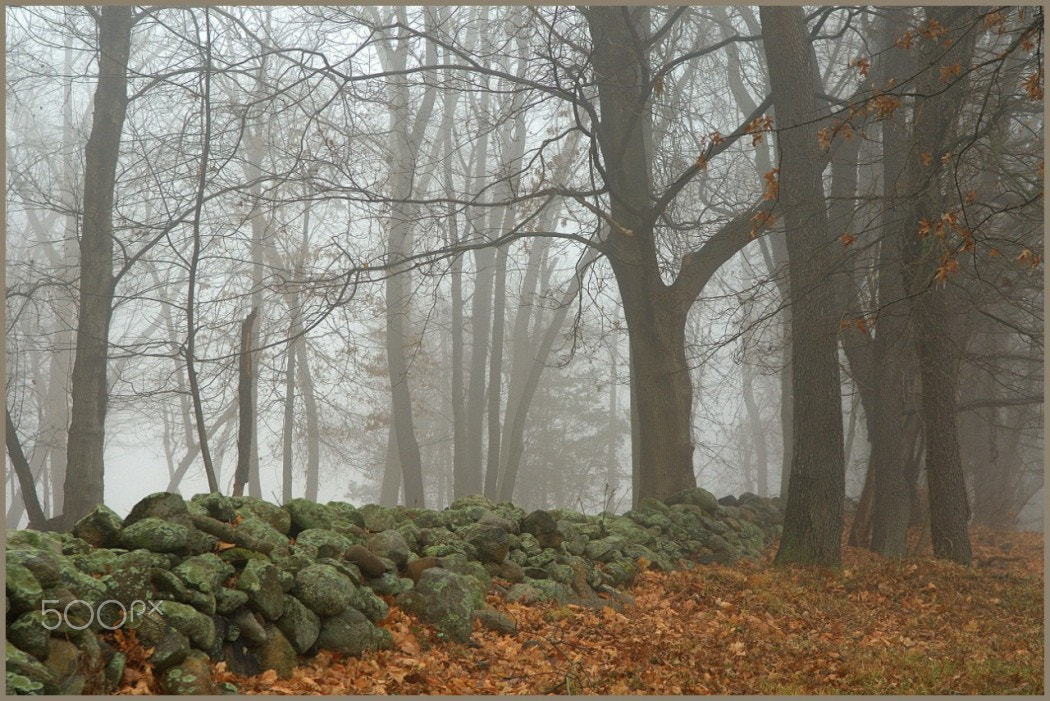 Nikon D300 sample photo. A foggy morning in the woods photography