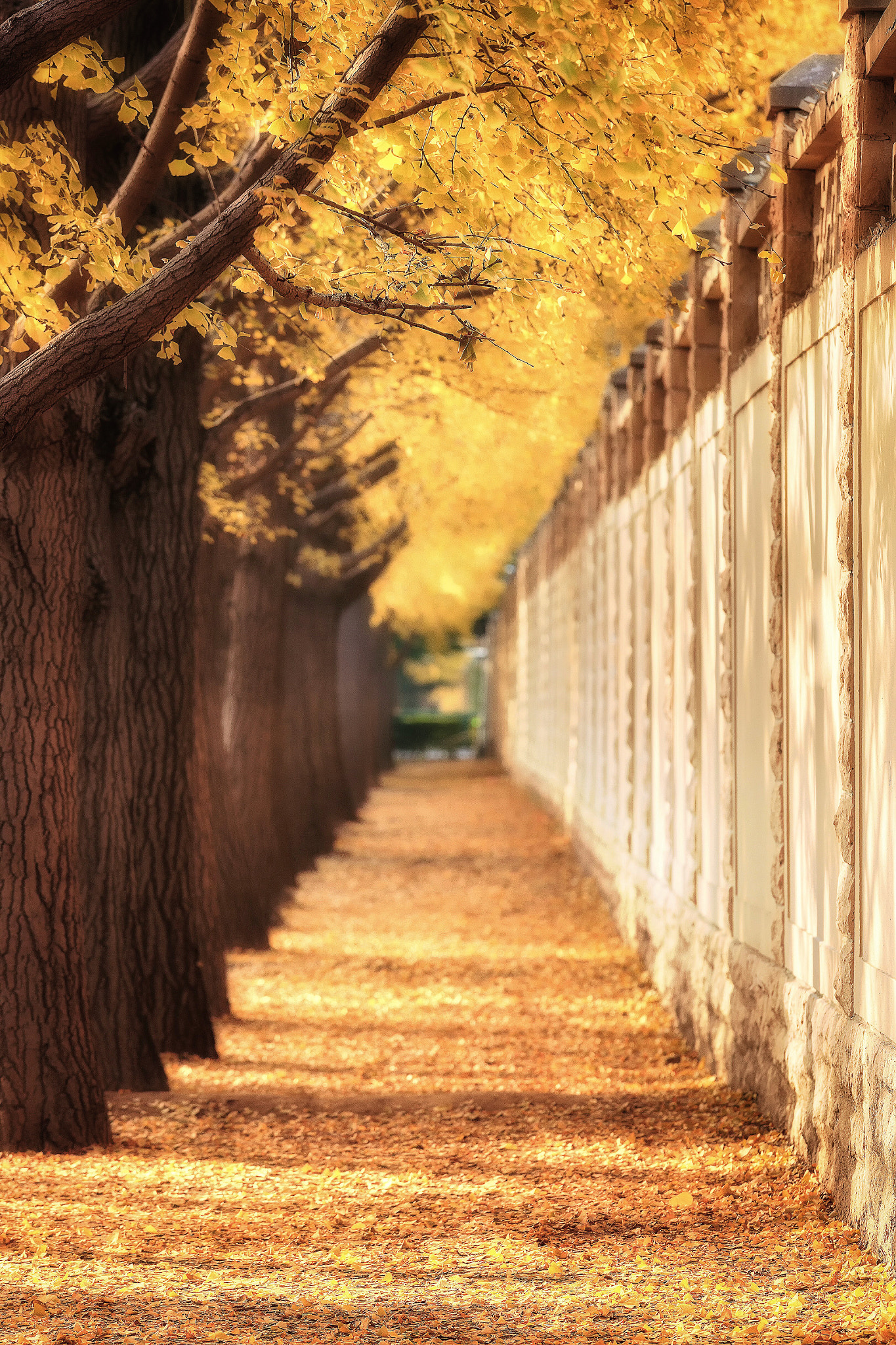 Canon EF 70-200mm F4L IS USM sample photo. The oldest tree in the world is china's gingko. photography