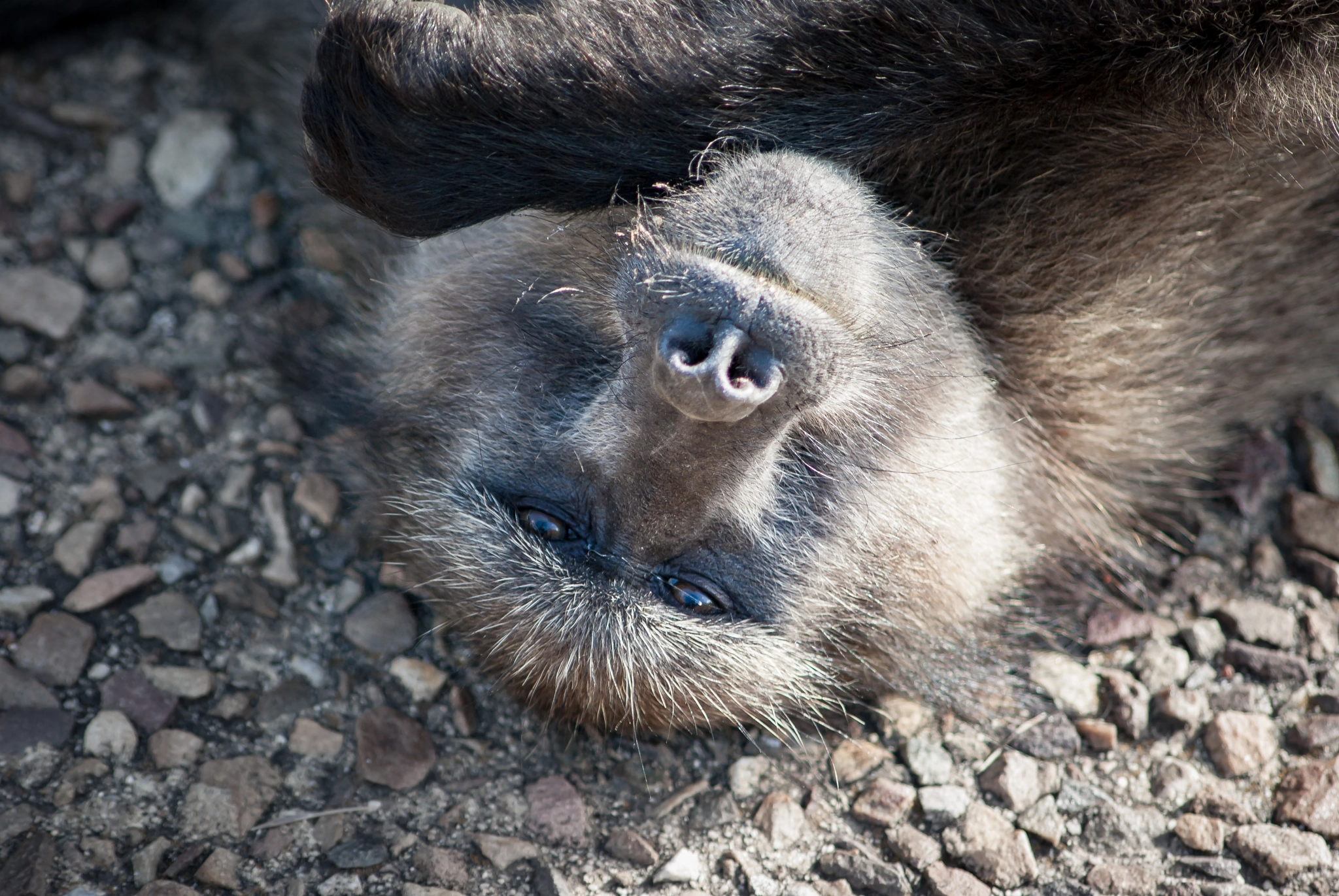 Pentax K10D sample photo. Getting close to the locals! photography