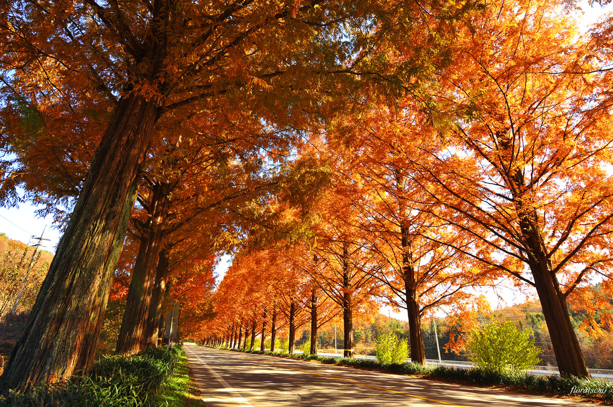 Nikon D3 sample photo. Metasequoia road photography